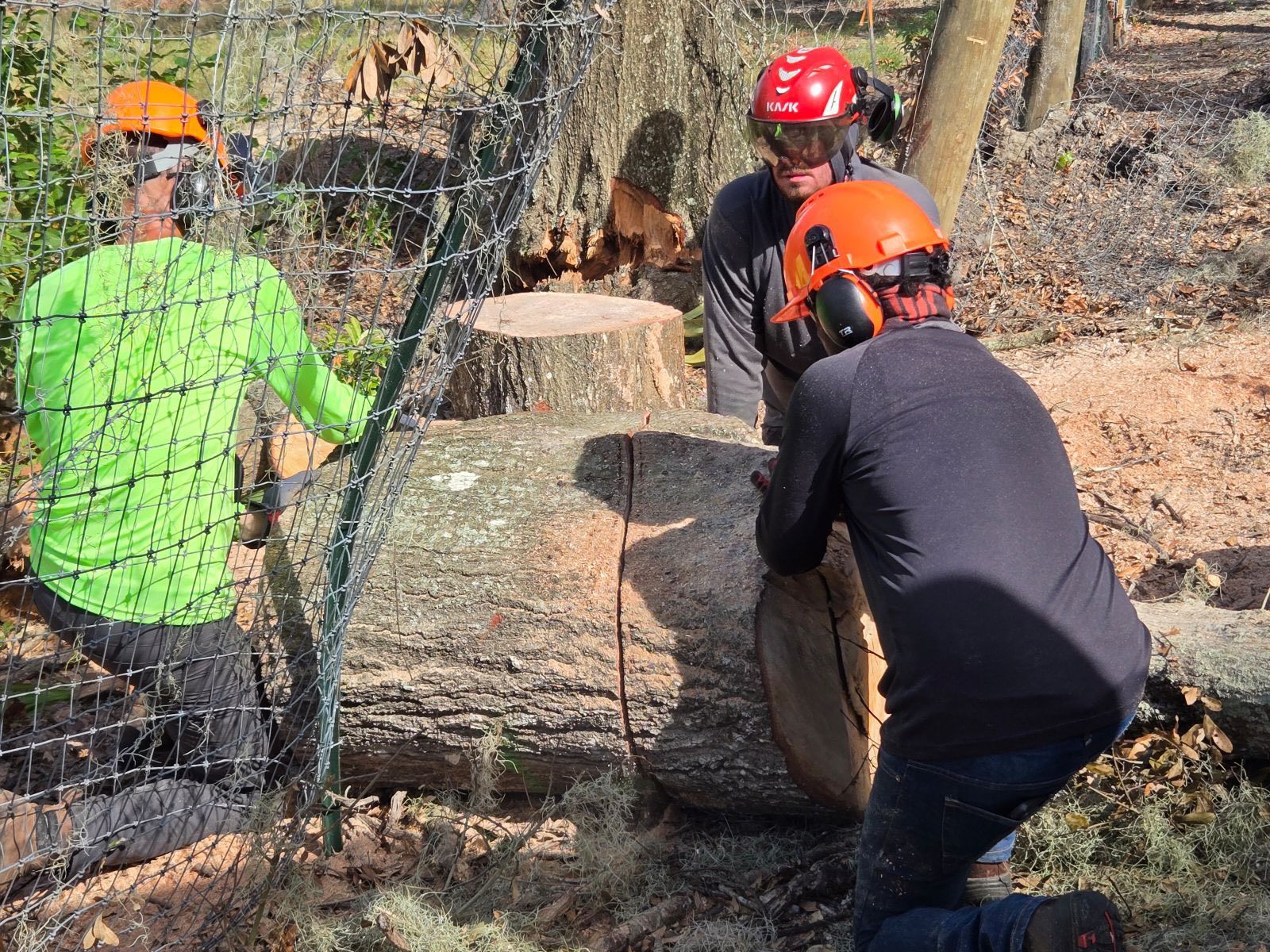 Tree Removal for A-1 Arbor Tech in Groveland, FL
