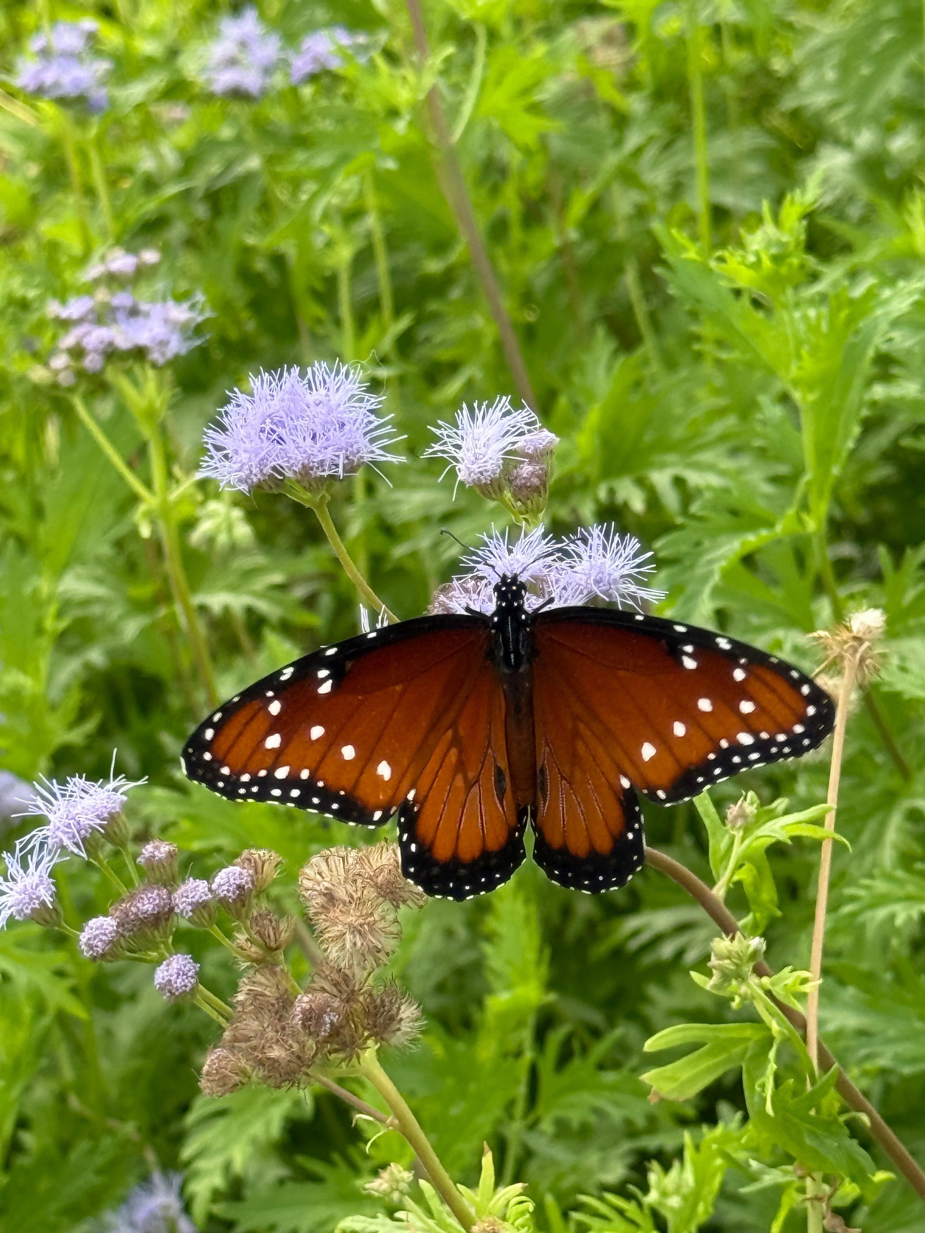 for Keen Decorative Concrete in Corpus Christi, TX