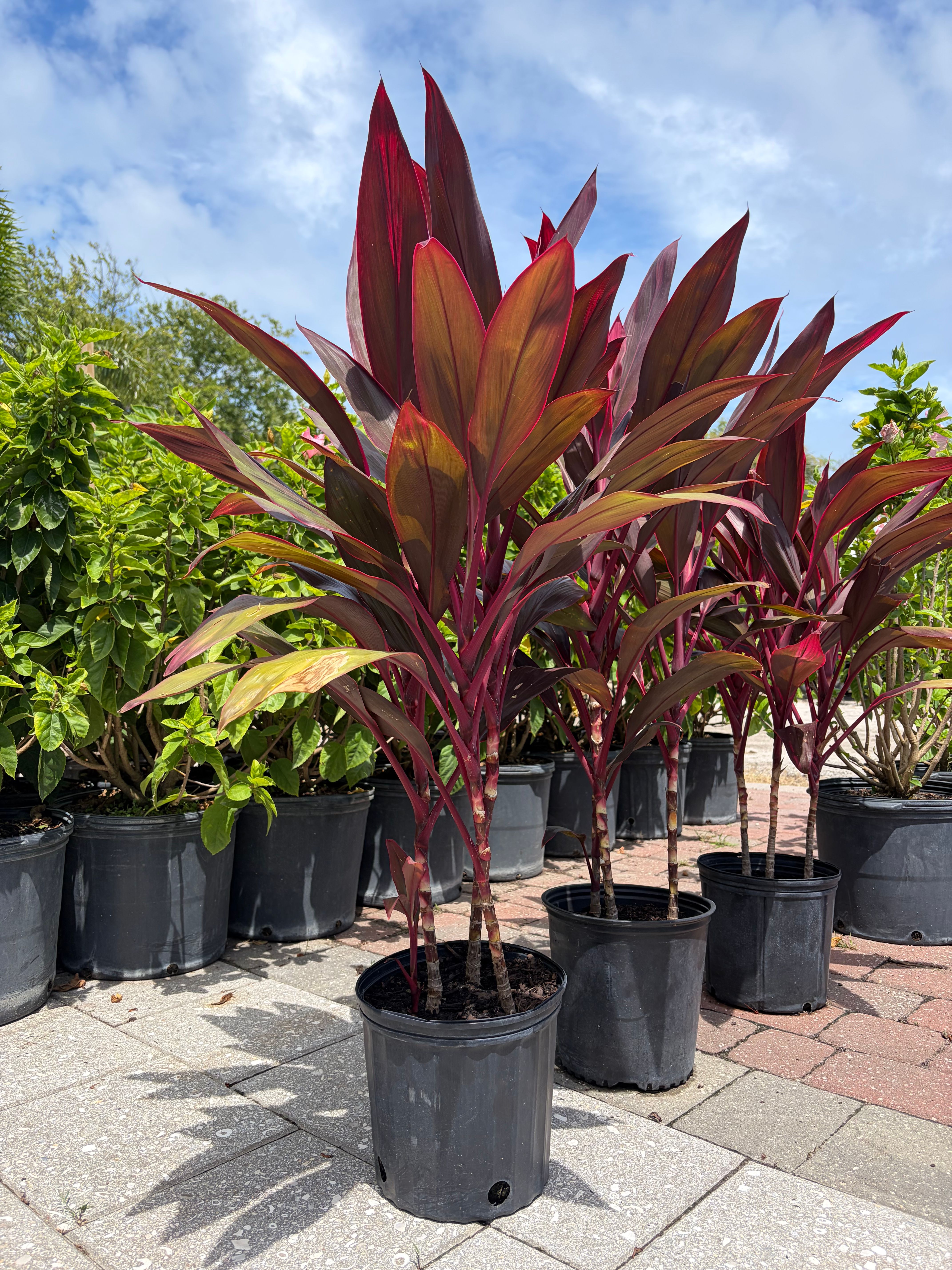  for Vanic's Landscaping in Port Orange, FL