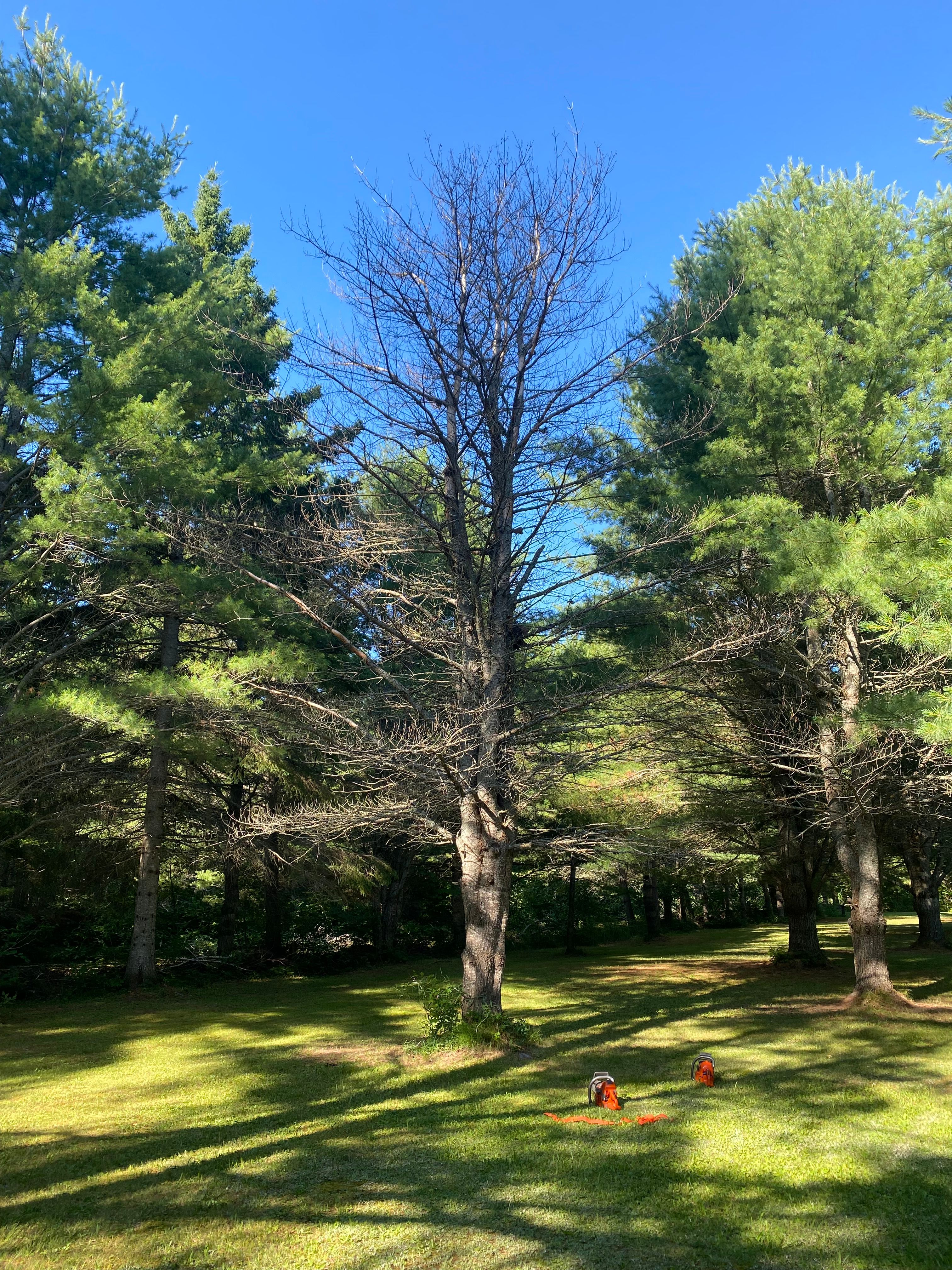 Tree Removal for Bear Creek Tree Service LLC in Rudyard, MI