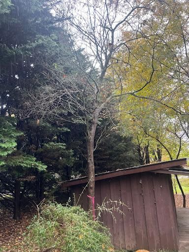  for Ground To Sky Tree Care in Asheville, North Carolina