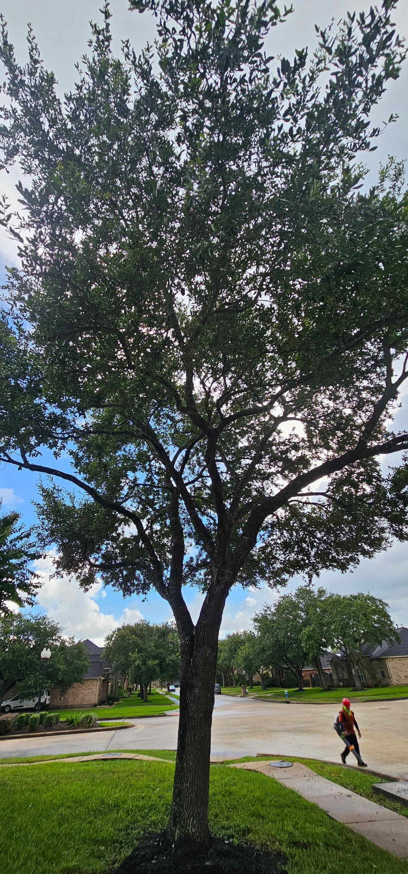  for Servin's Tree Care  in Houston, TX