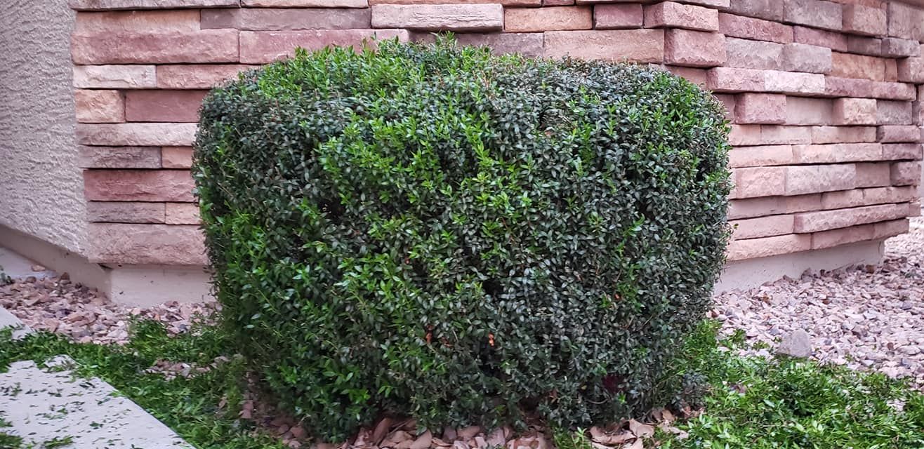  for Sunrise Landscape in Maricopa, AZ