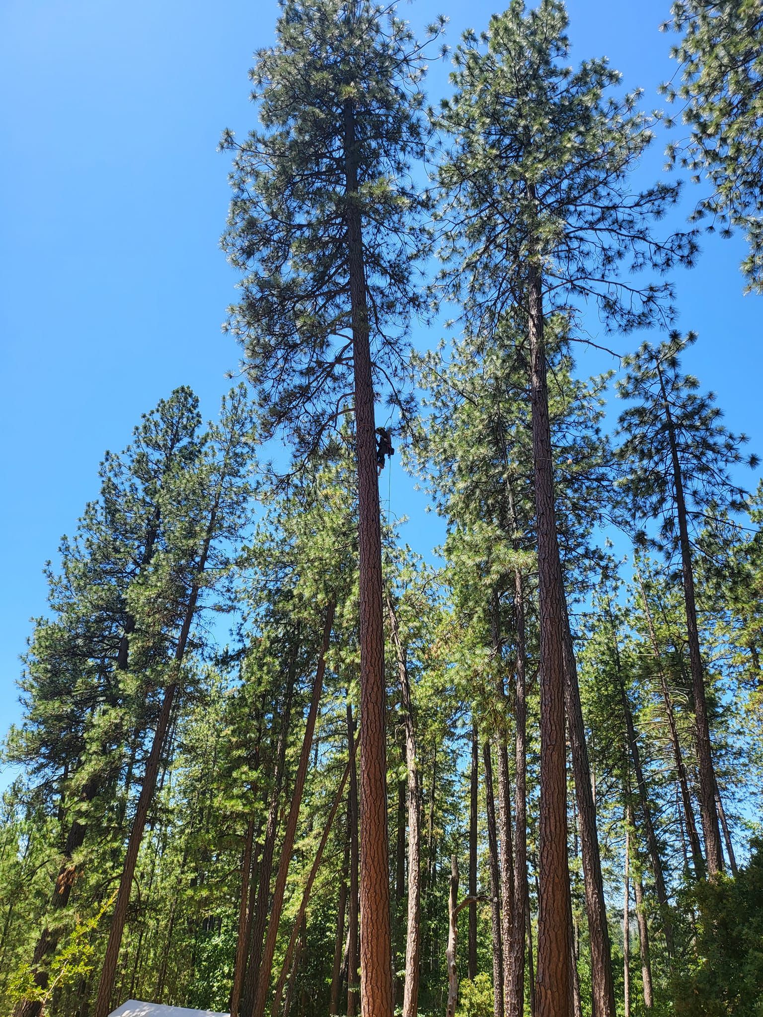  for Terra Heights Tree Experts & Landscaping  in Grass Valley,  CA