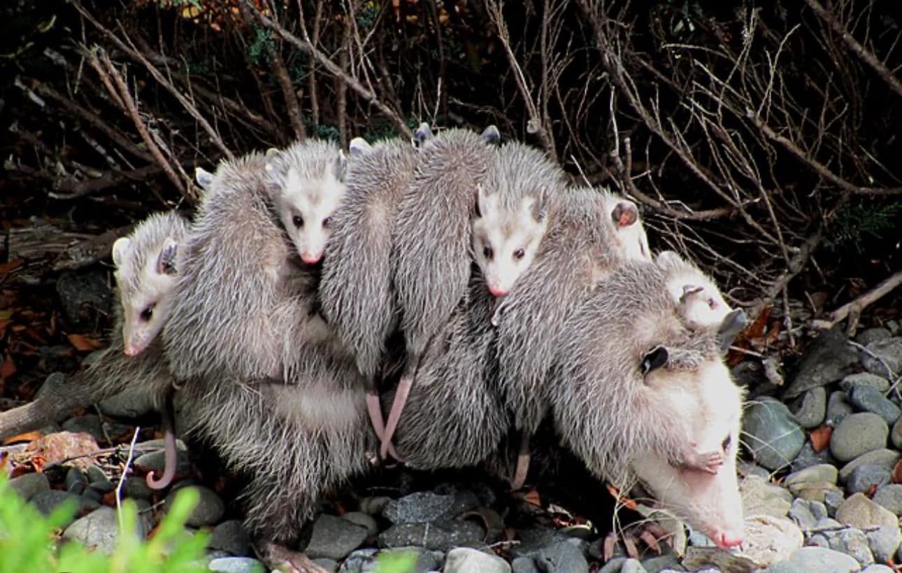  for All-In Pest Control & Home Solutions in Worthington, IN