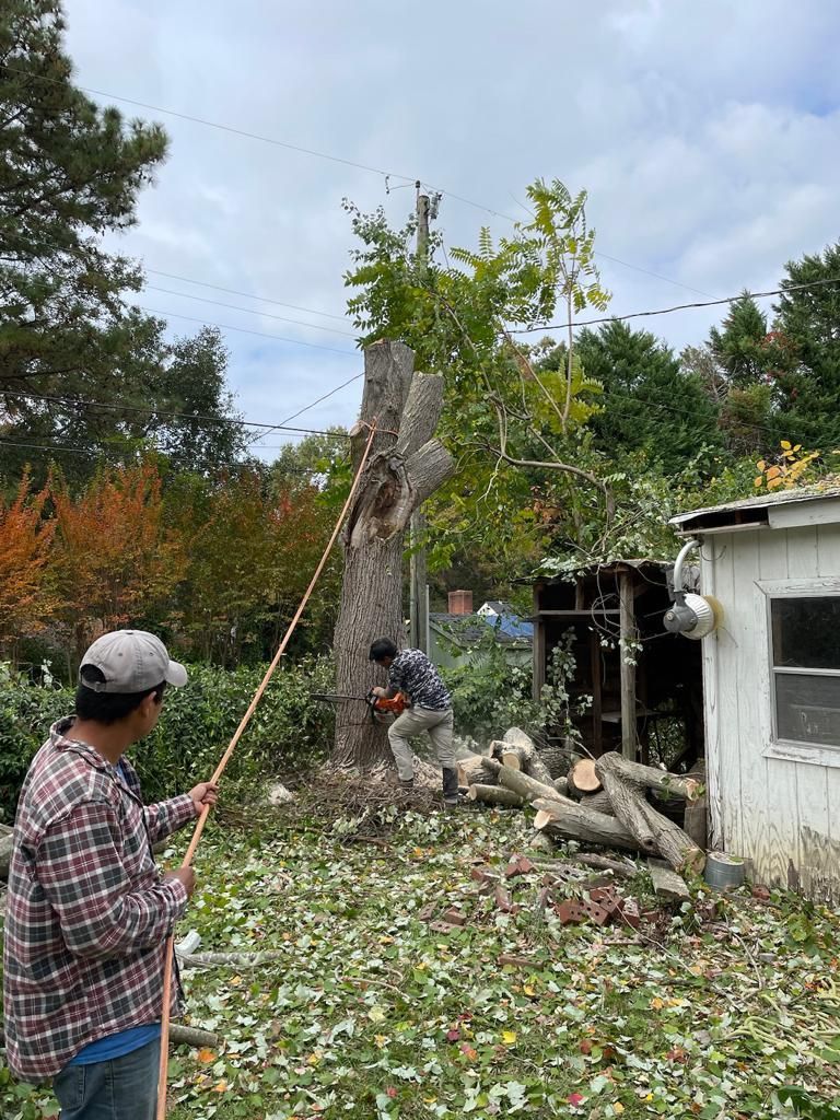 Tree Removal for Rosales Landscaping LLC in Lake Gaston, North Carolina