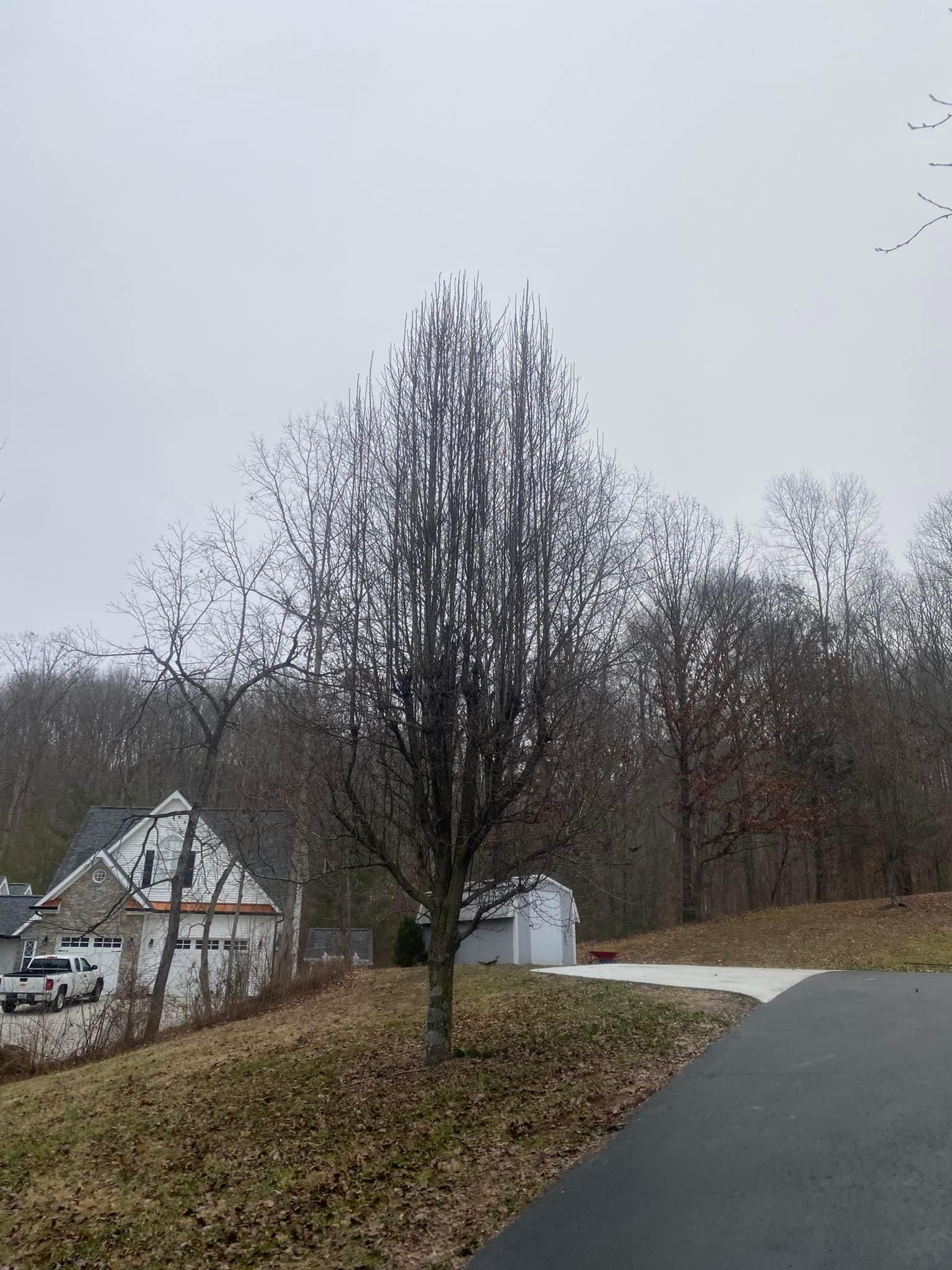 Tree Removal for Atwood’s Tree Care in Liberty,  KY