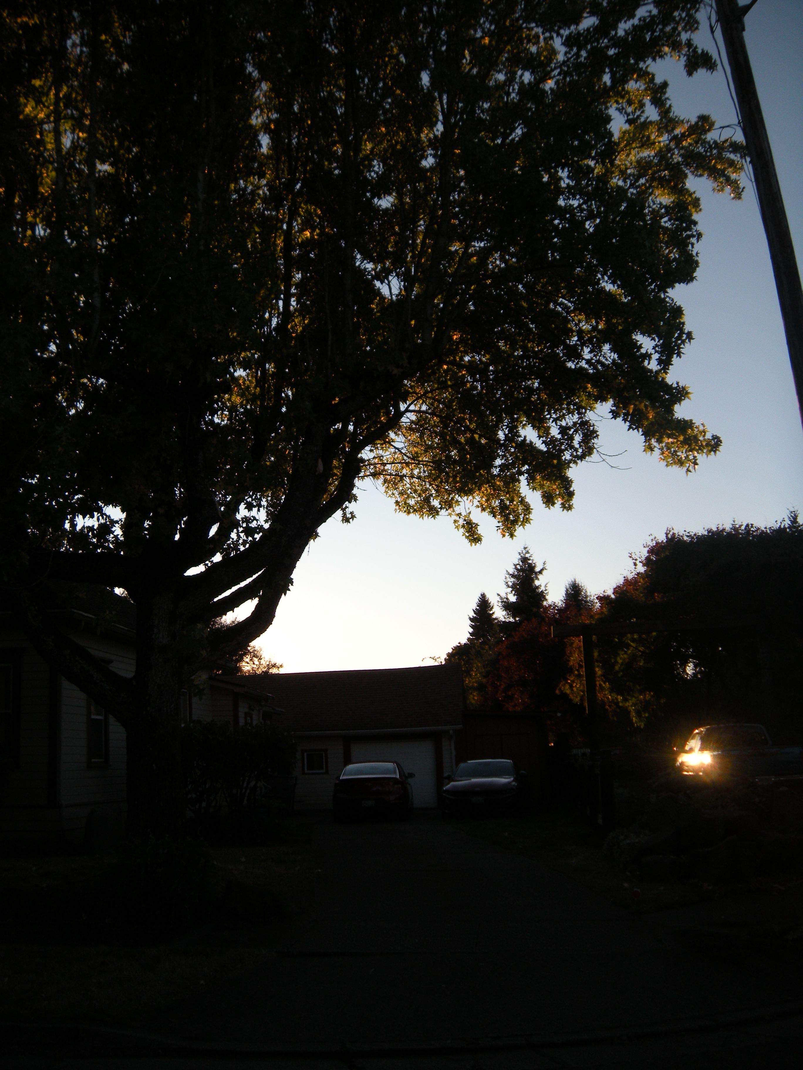  for Willamette Landscaping and Tree Services in Albany, OR