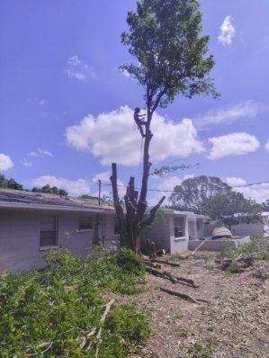 All Photos for TREE BOYS in Ruskin, FL