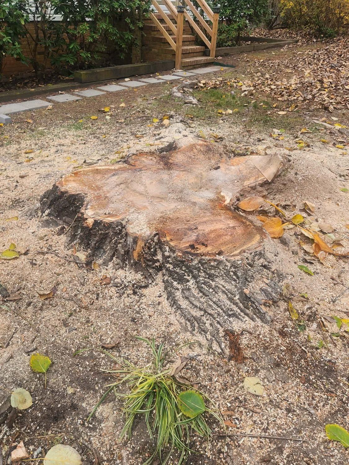  for Branch Out Tree Care LLC in Fredericksburg, VA