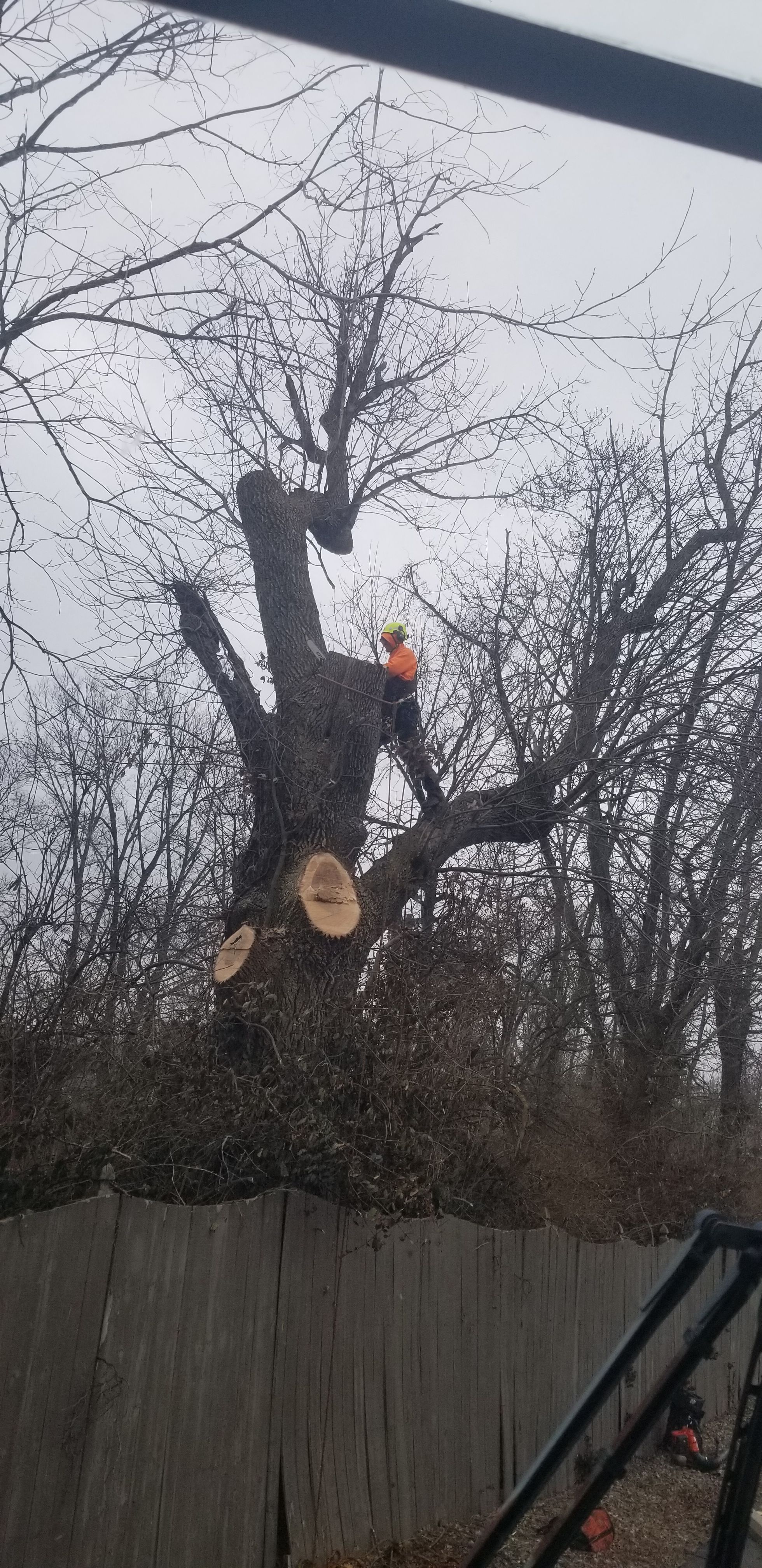  for Advanced Tree Solutions in Rockville, IN