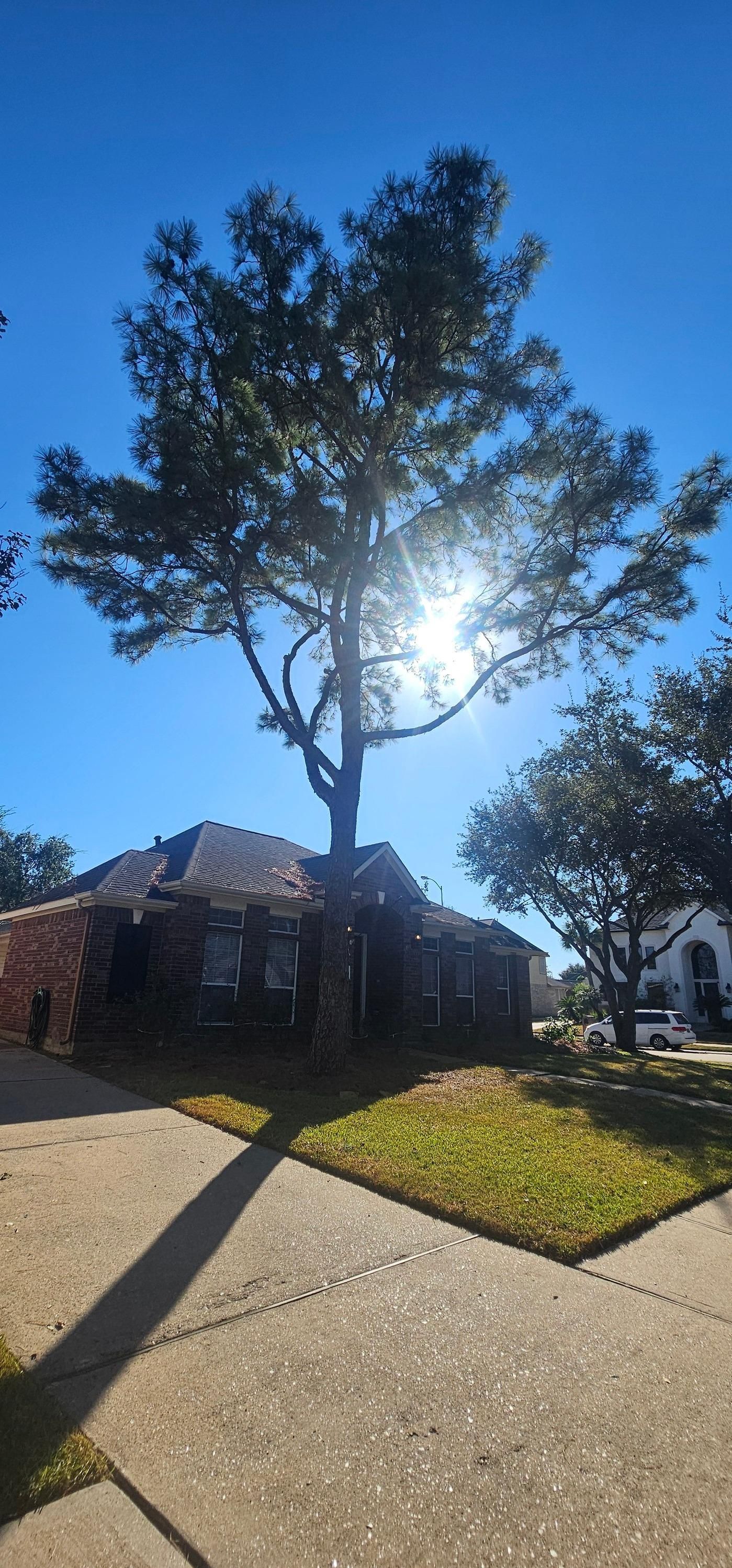  for Servin's Tree Care  in Houston, TX