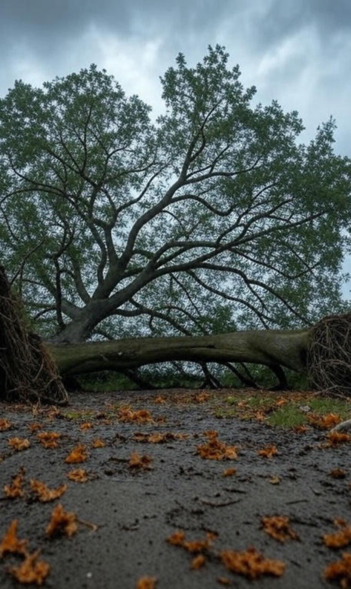 Tree Removal for Dittmer Tree Service in Davenport, IA
