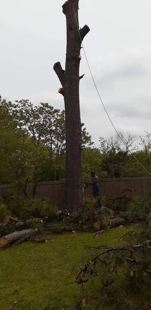 Tree Removal for Tree2Tree Tree Service in Sherman, Texas