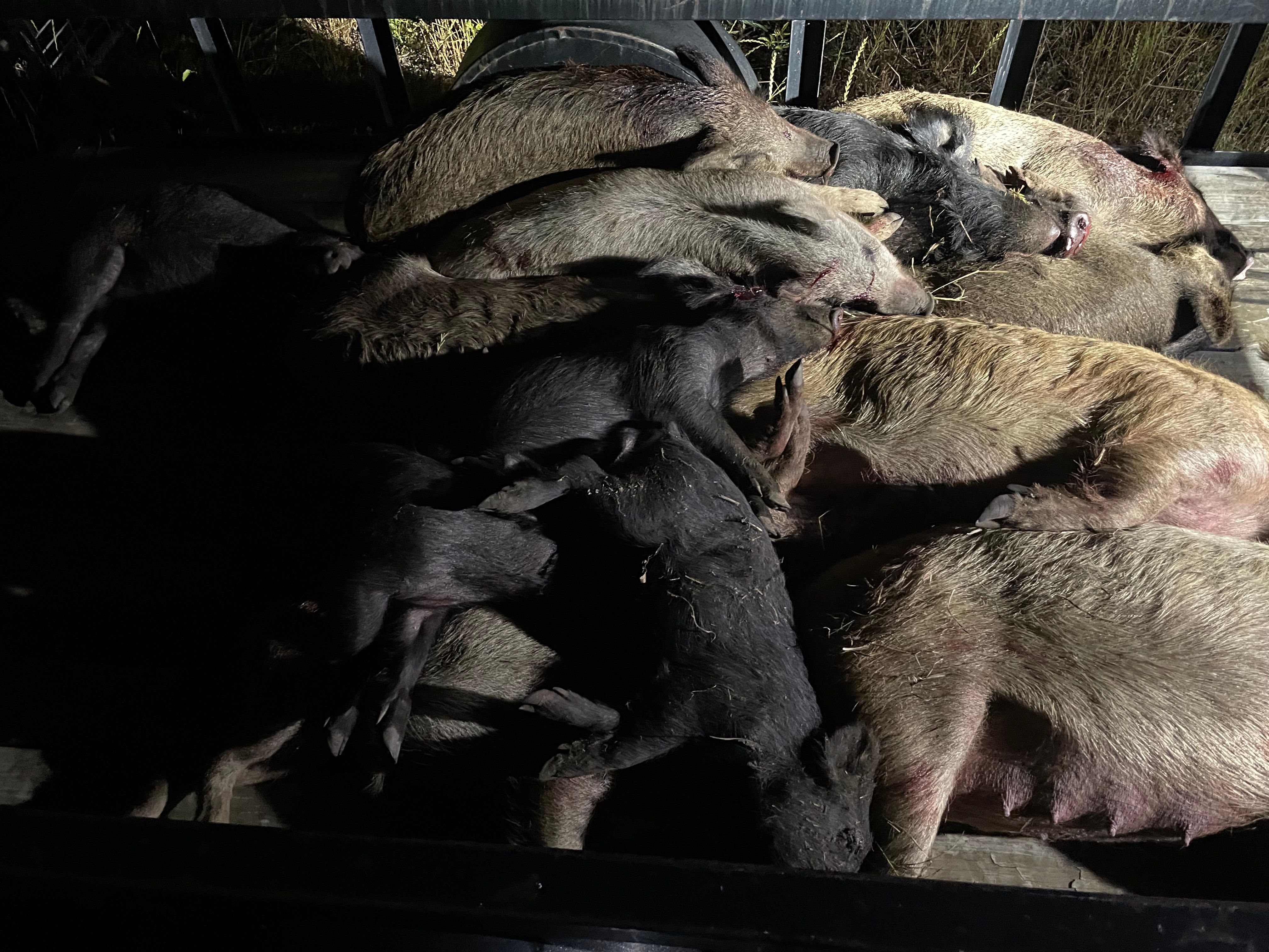 for Havoc Hog Control in Molino, FL