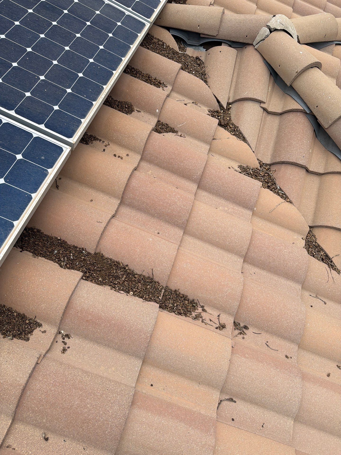  for Olson & Sons Contracting in Mesa, AZ