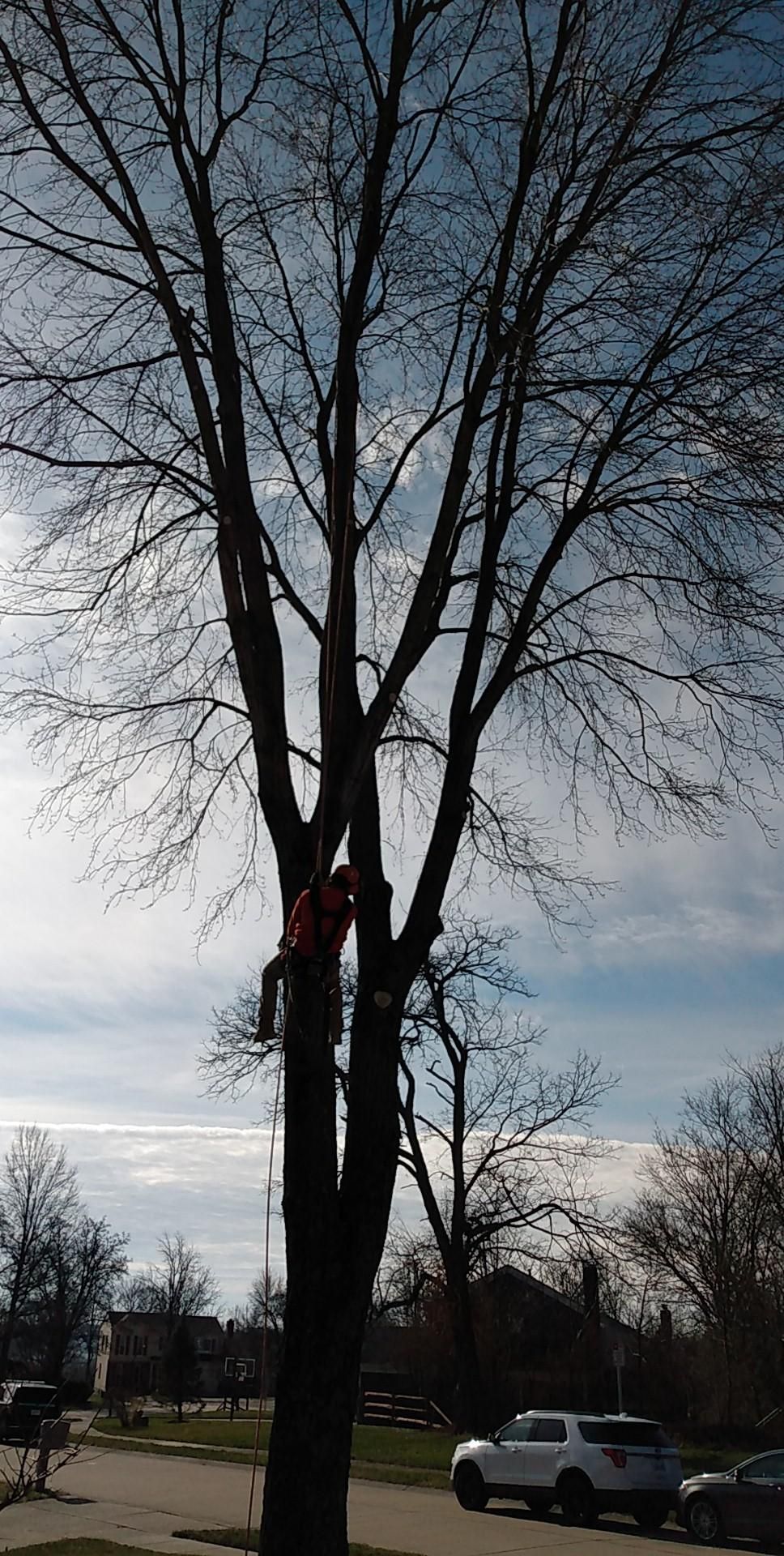  for Kingdom Tree Trimming and Removal LLC in Covington, KY