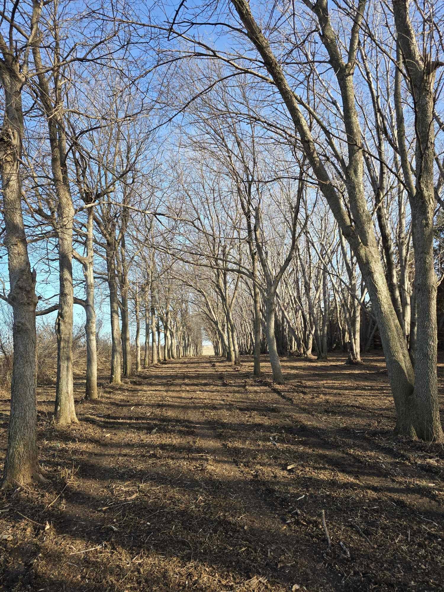  for Tree Tech in Luverne, MN