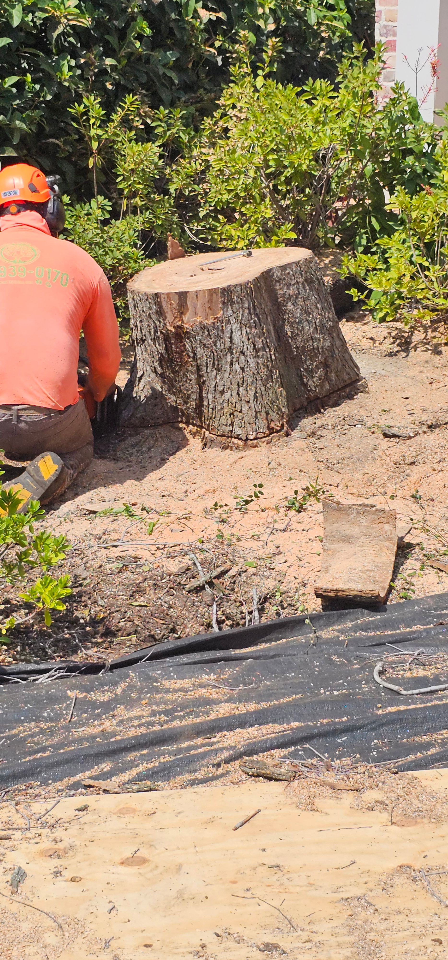  for Servin's Tree Care  in Houston, TX