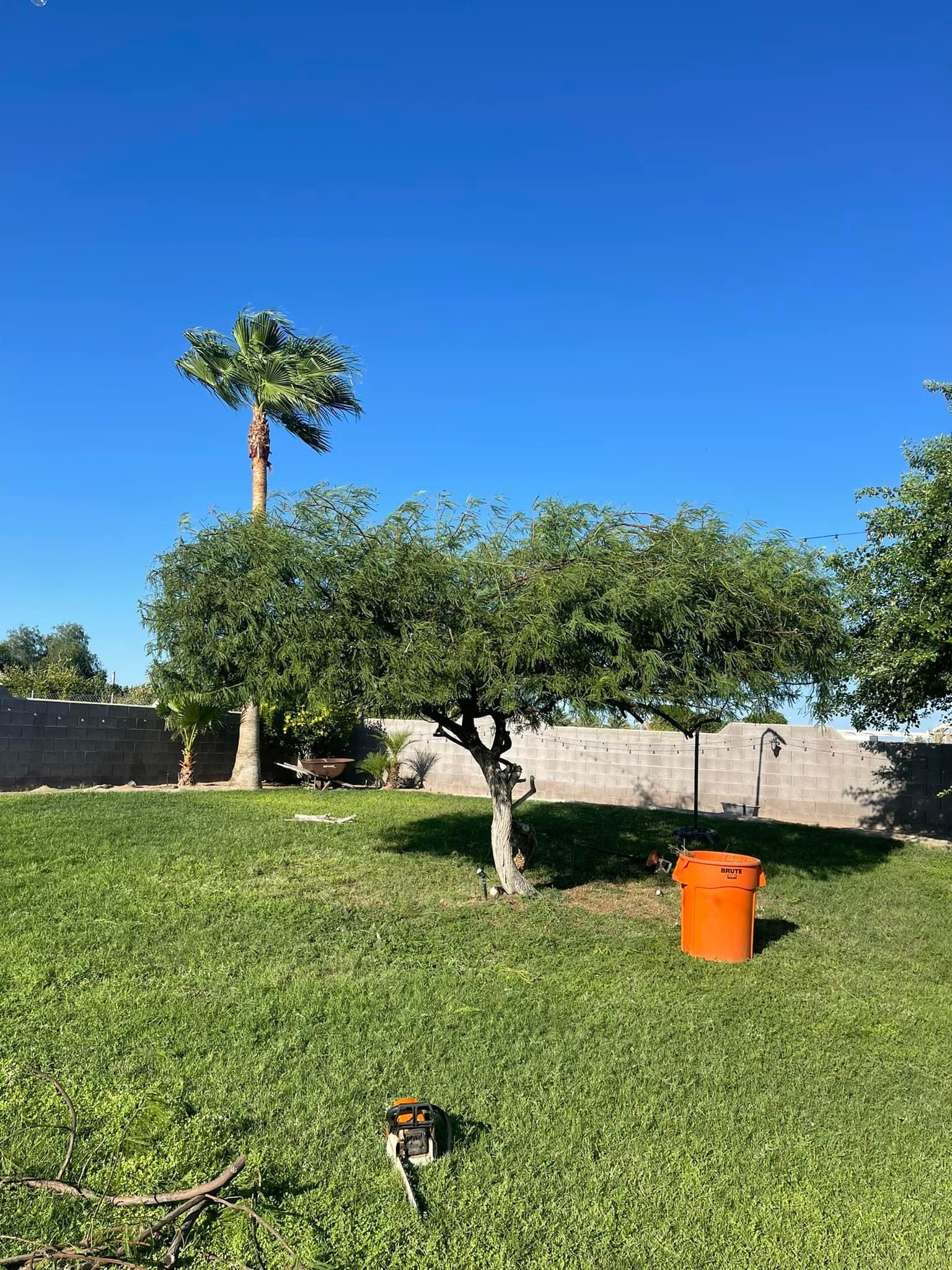  for Oliver L. Palm & Tree services in Yuma County, AZ