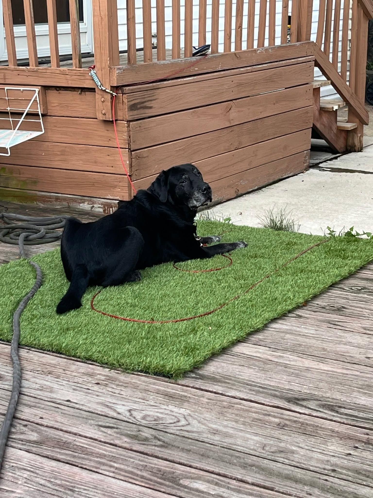  for Apex Painting in Wayne County, MI