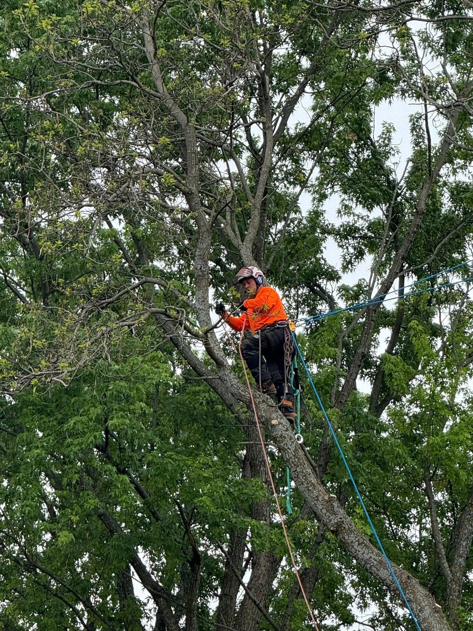 Tree Removal for Cross Family Tree Service in Kearney, MO