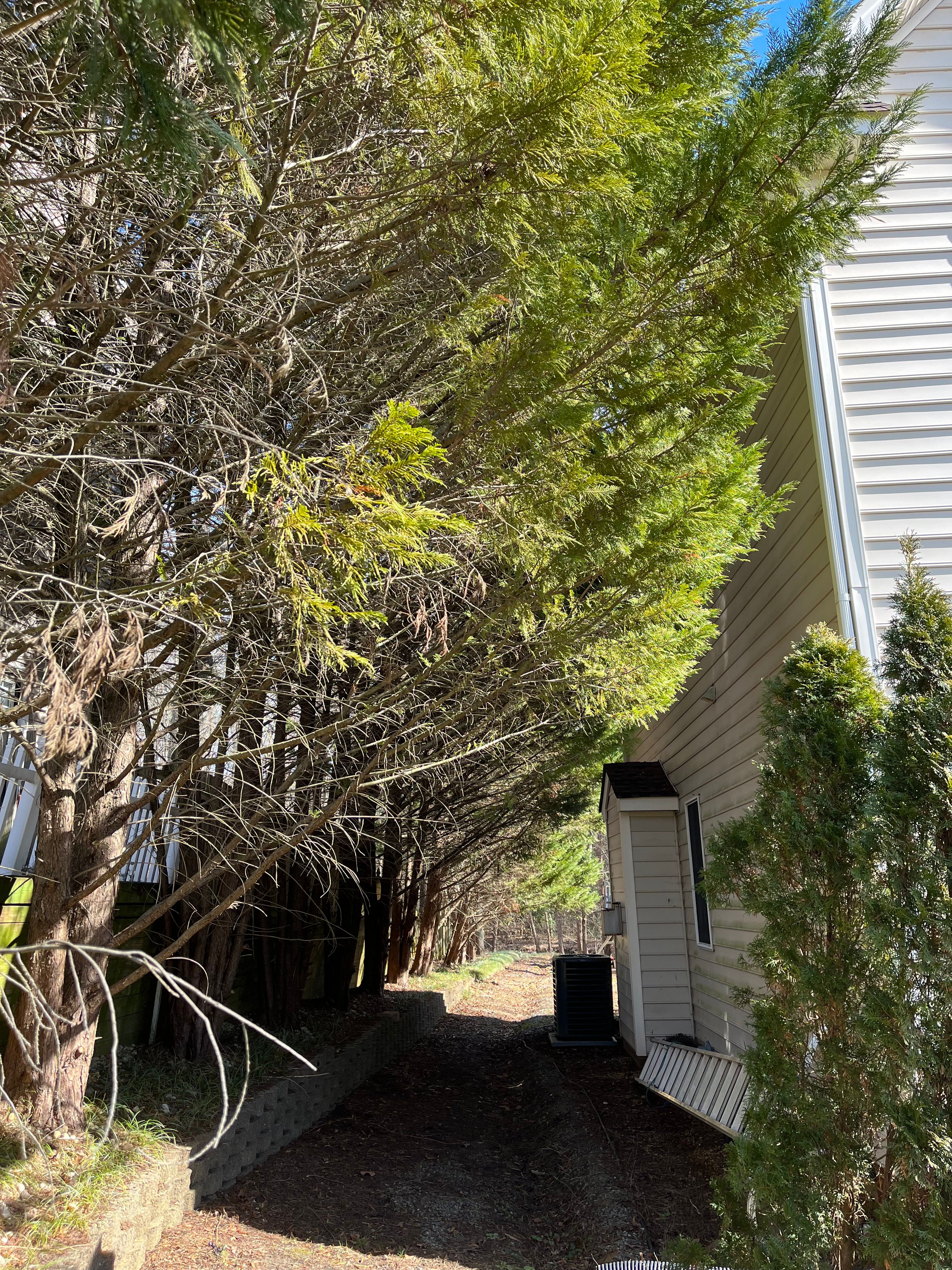  for Atlas Home Services in Mechanicsville, VA