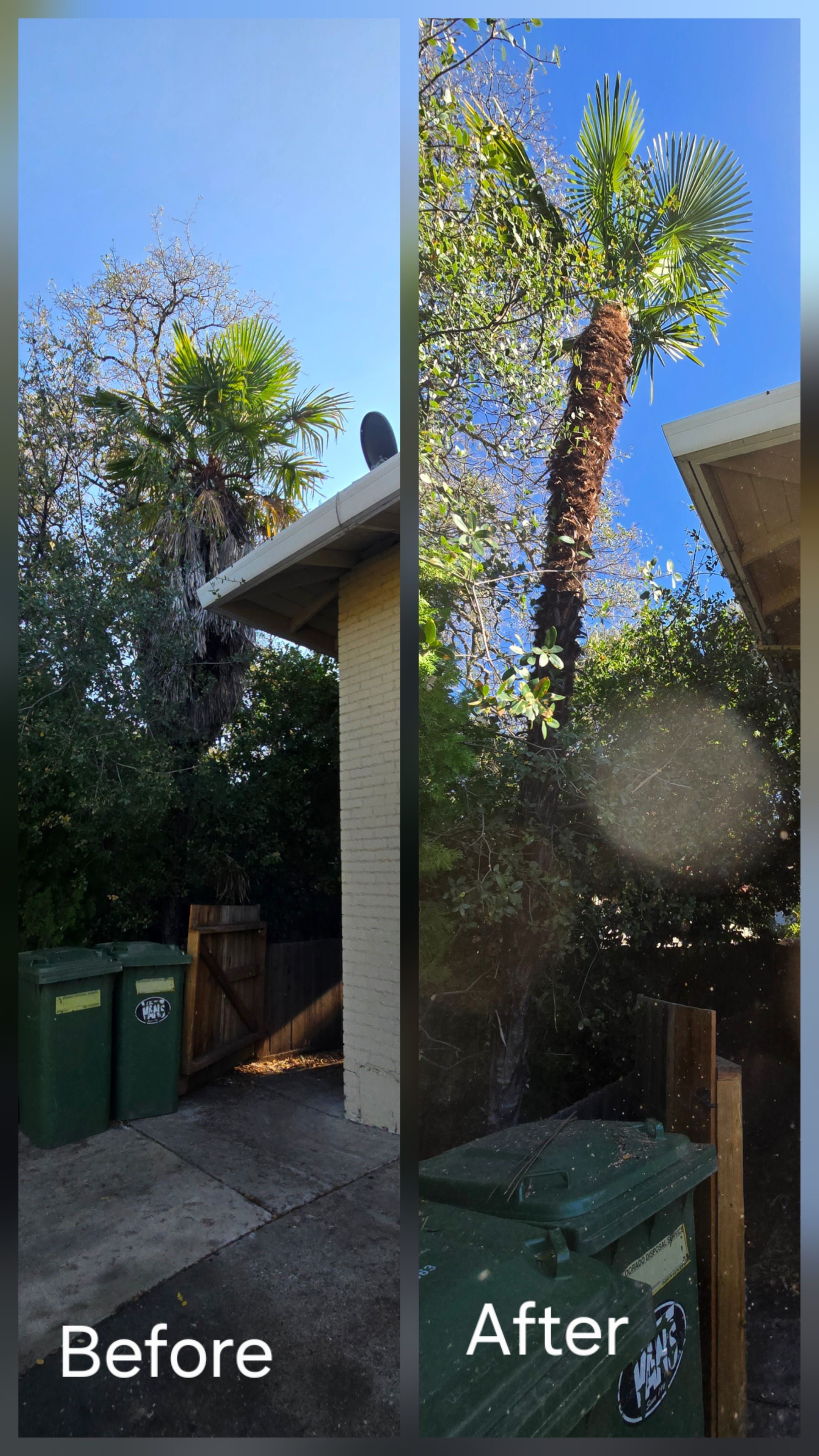  for George Staddan's Professional Tree Care in Placerville, CA