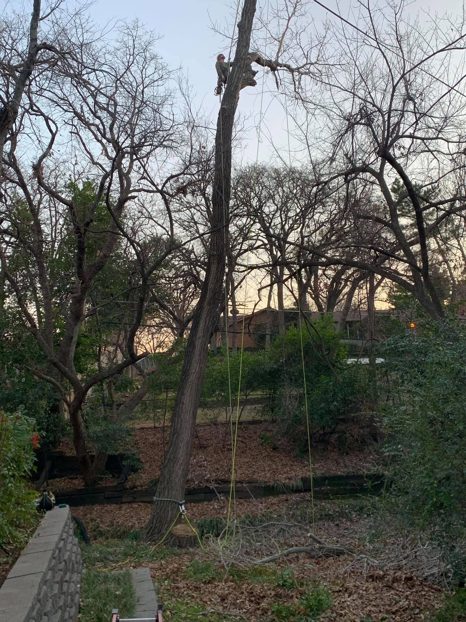  for TLC Professional Tree Service in Fort Worth, TX