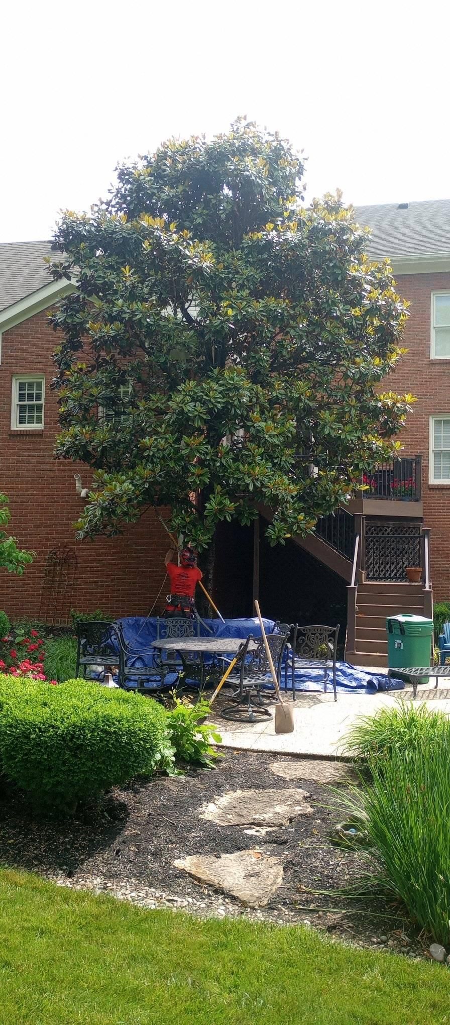  for Kingdom Tree Trimming and Removal LLC in Covington, KY