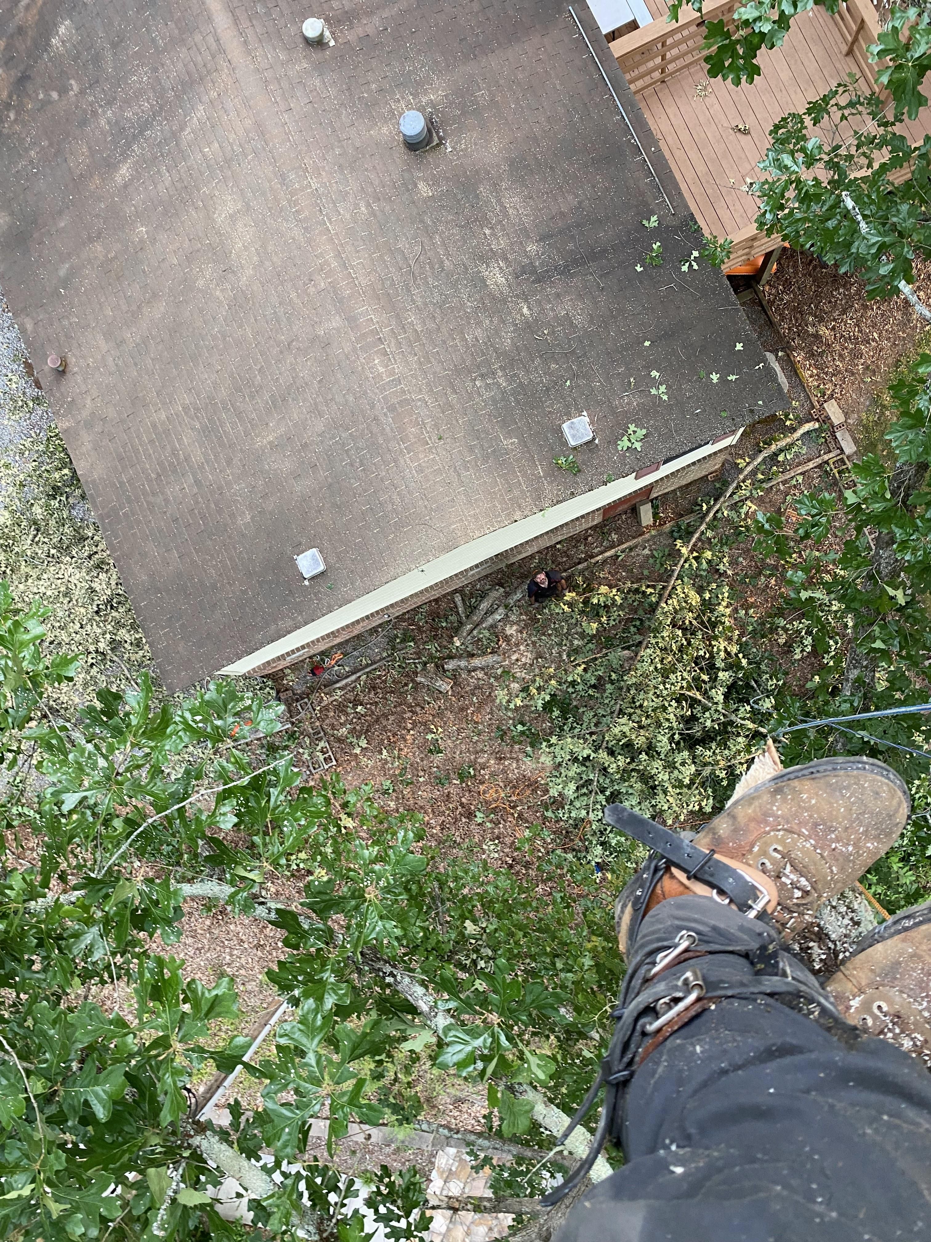  for Ascending Tree Service LLC in Kenbridge, VA