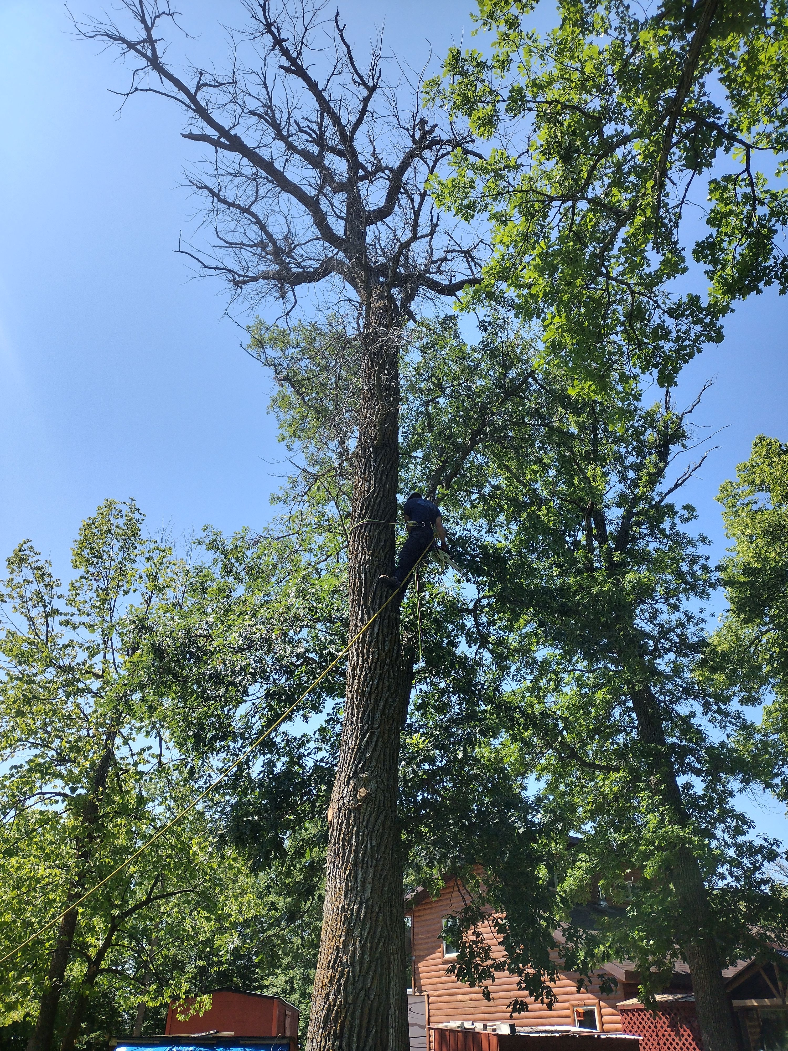  for Dan's Tree Service LLC in Bemidji, MN