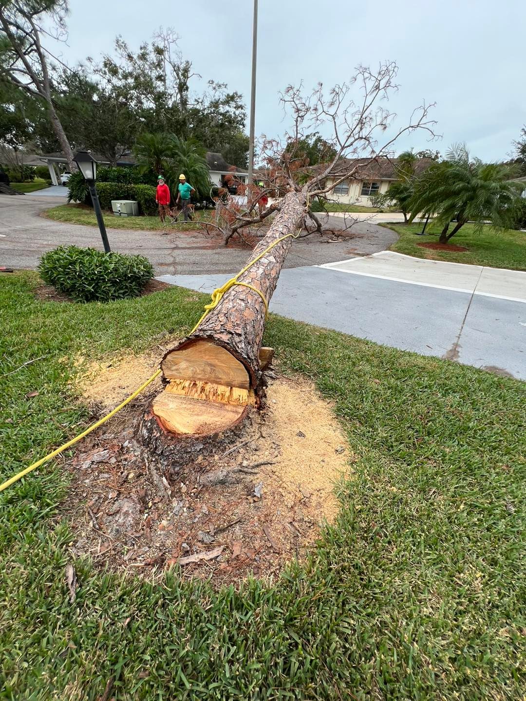 All Photos for TREE BOYS in Ruskin, FL
