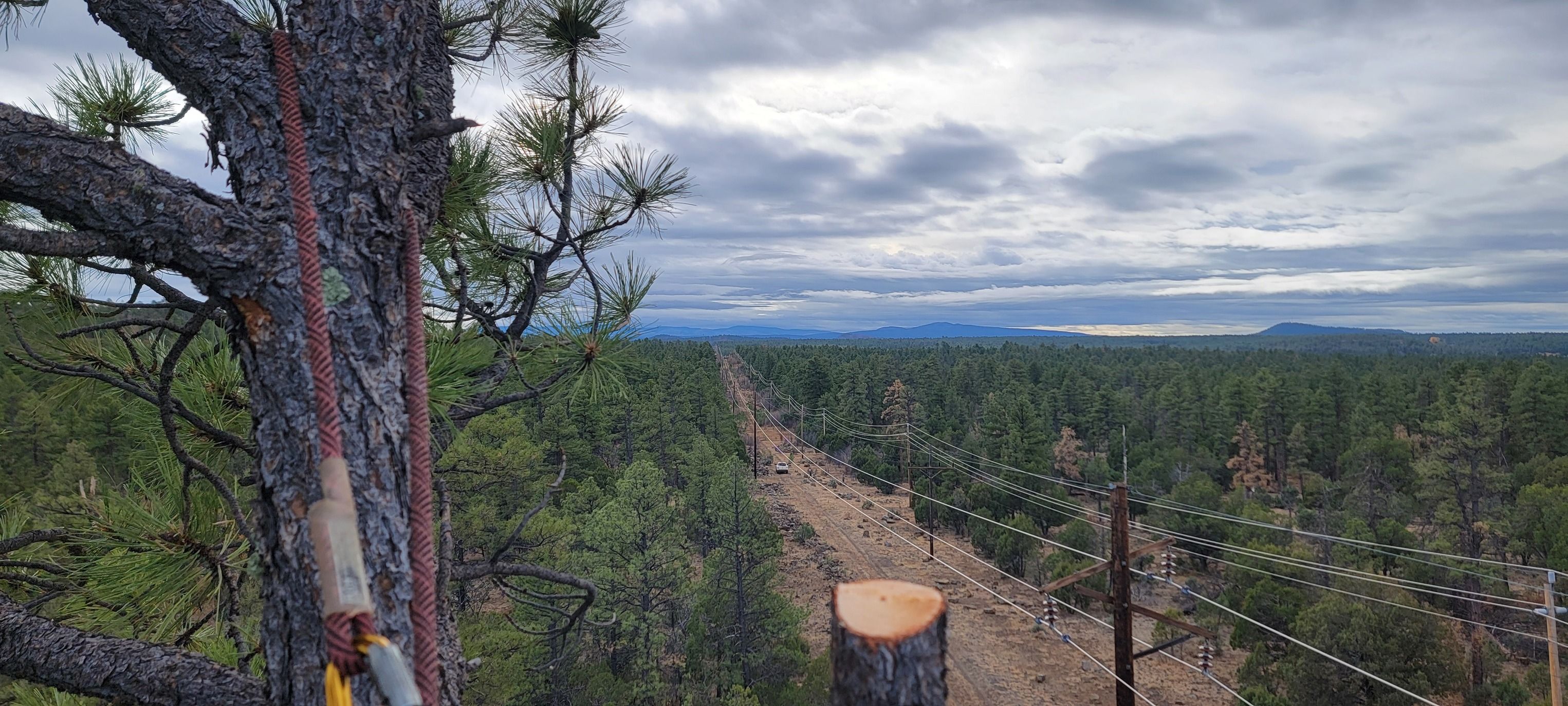  for StockPro Tree Specialists in Show Low, AZ