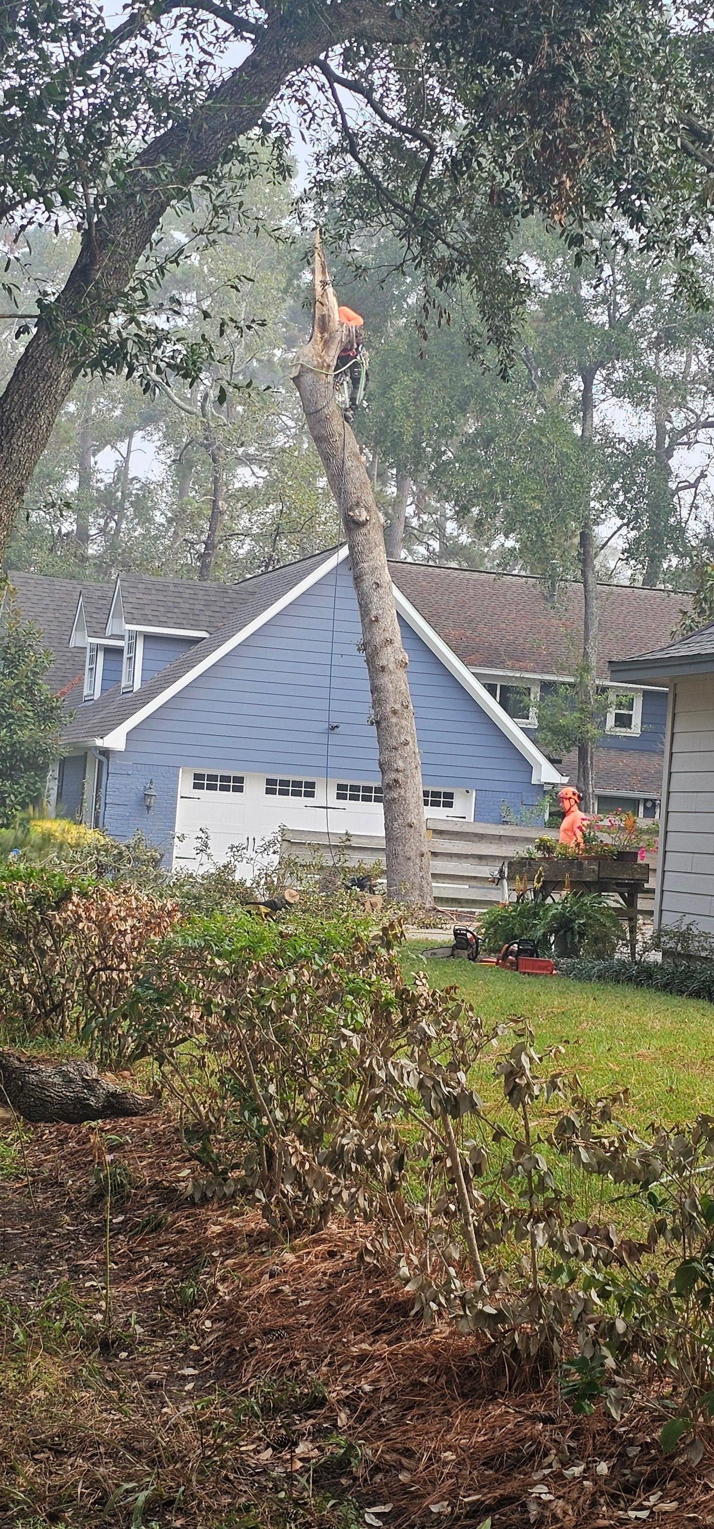  for Servin's Tree Care  in Houston, TX