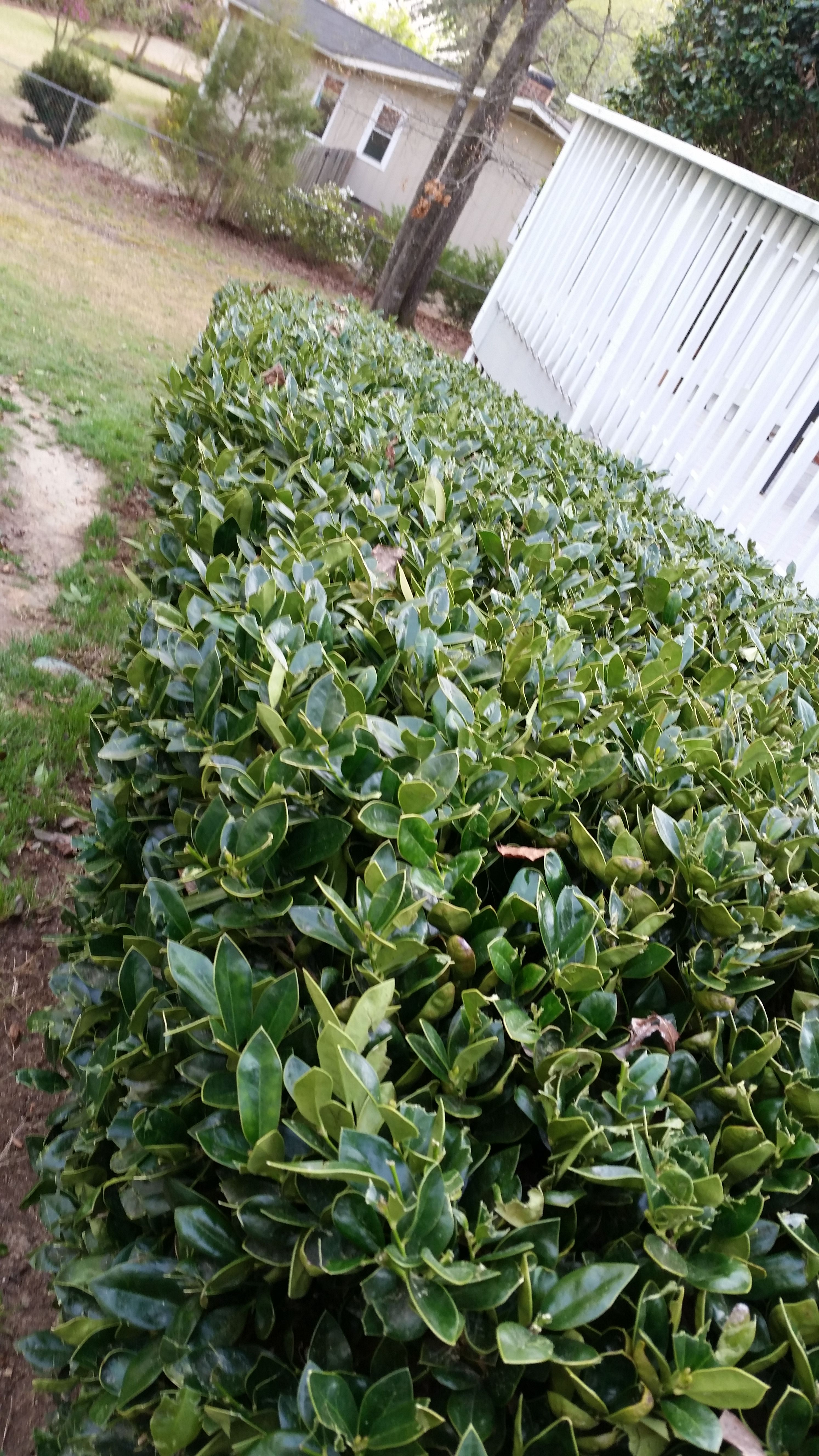  for Mancinas Home Improvement, Landscaping, & Lawn Care in Fayetteville, NC