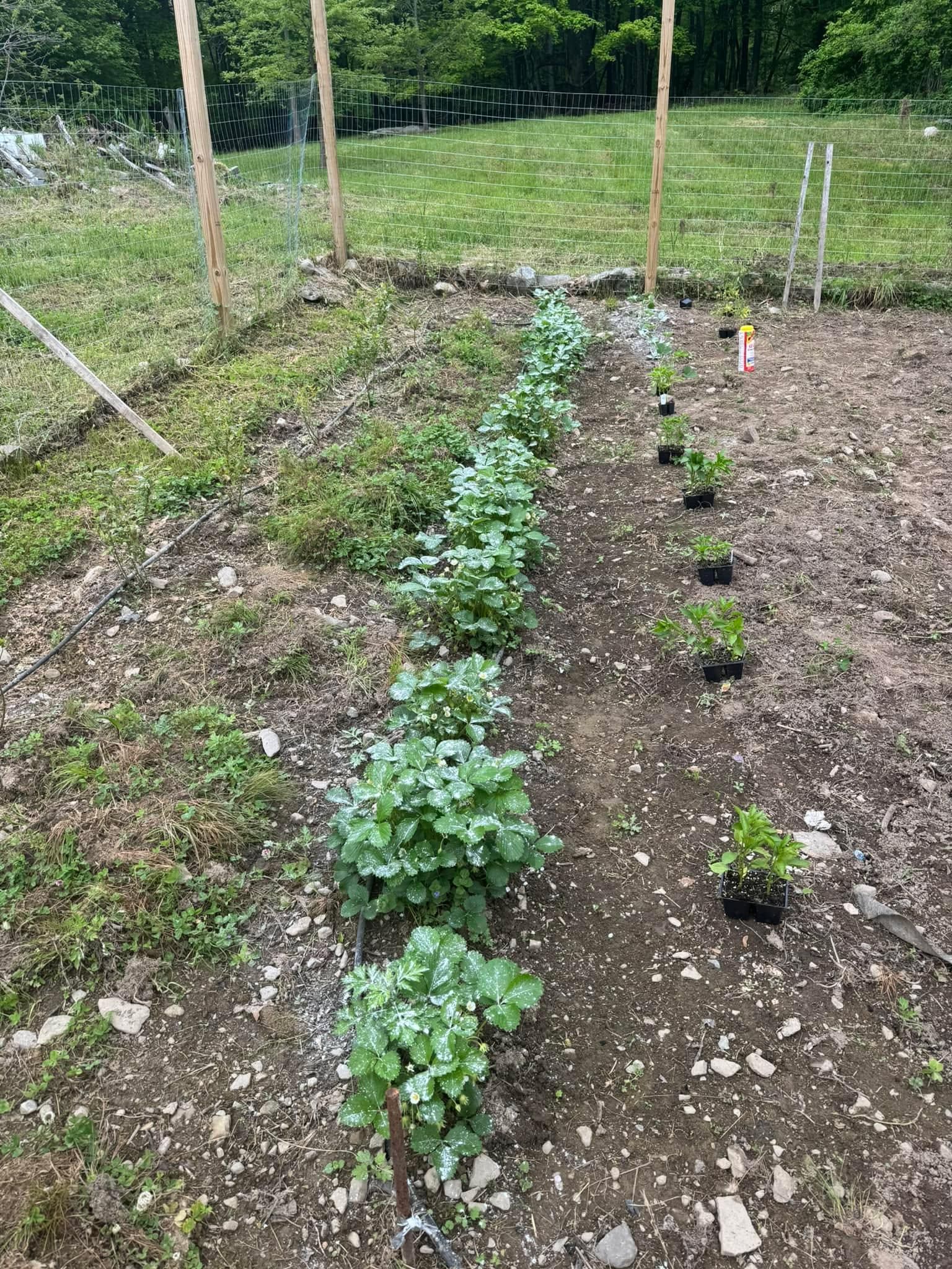 Lawn Maintenance for Morning Dew Landscaping Services in  Marlboro, NY