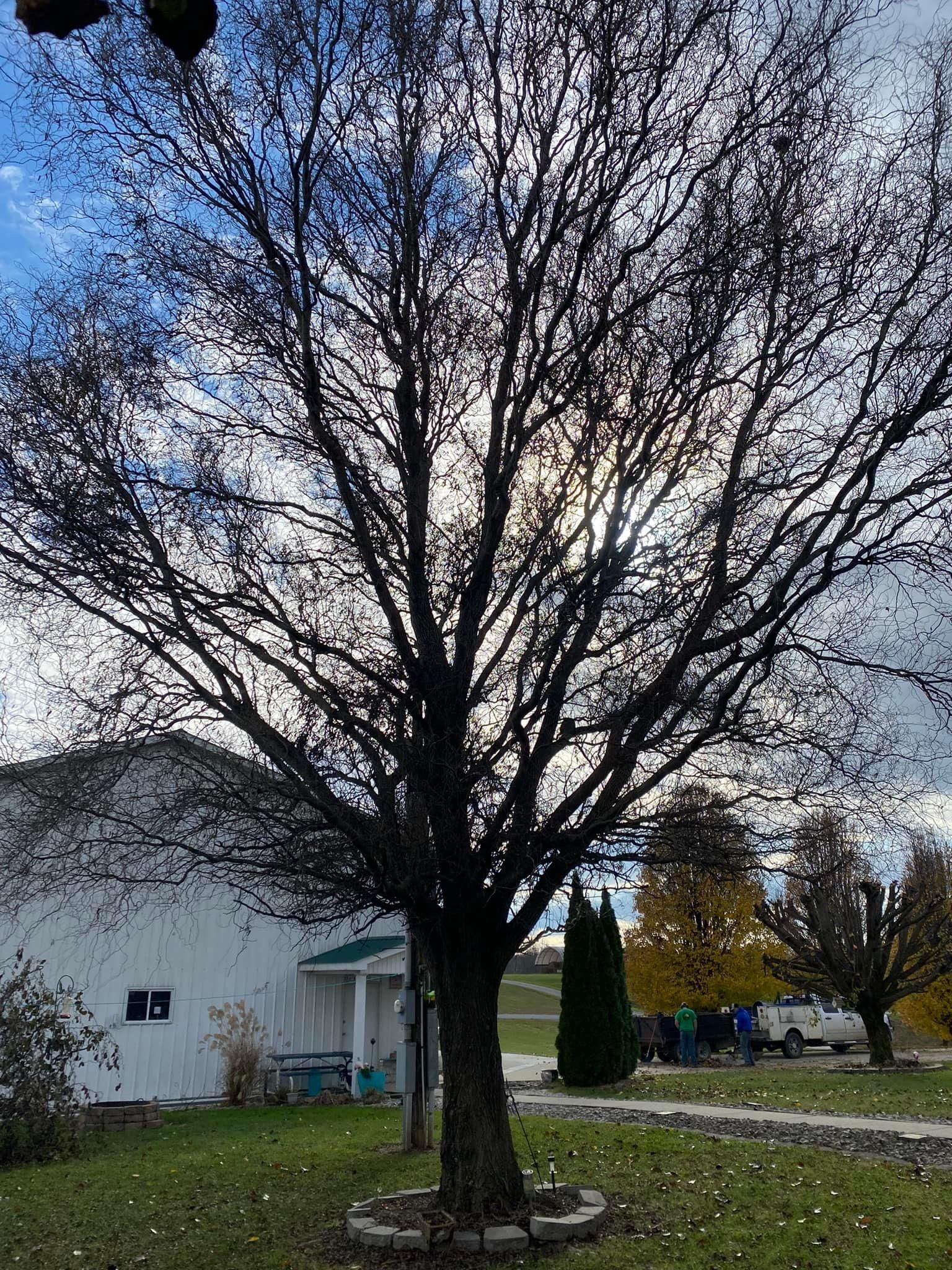 Tree Removal for Atwood’s Tree Care in Liberty,  KY