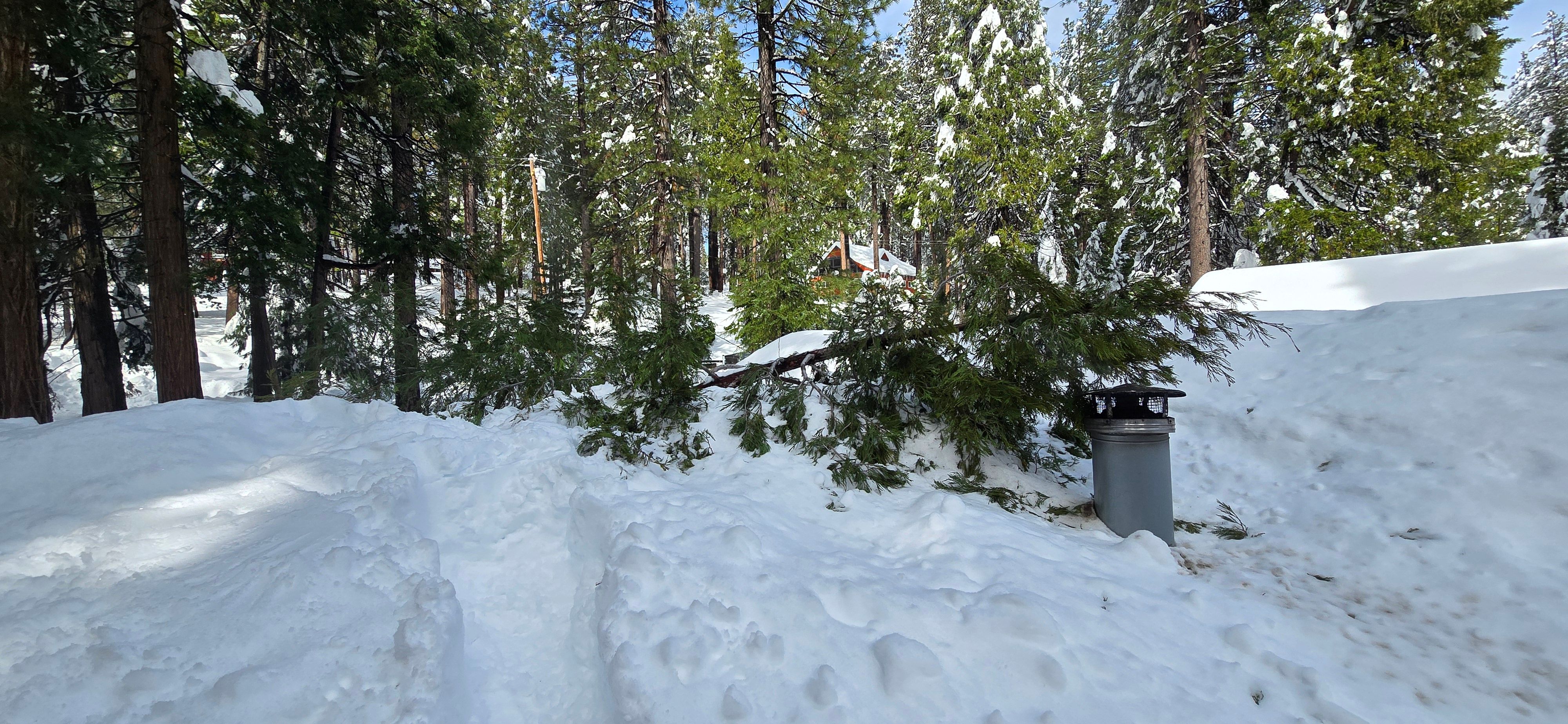  for George Staddan's Professional Tree Care in Placerville, CA