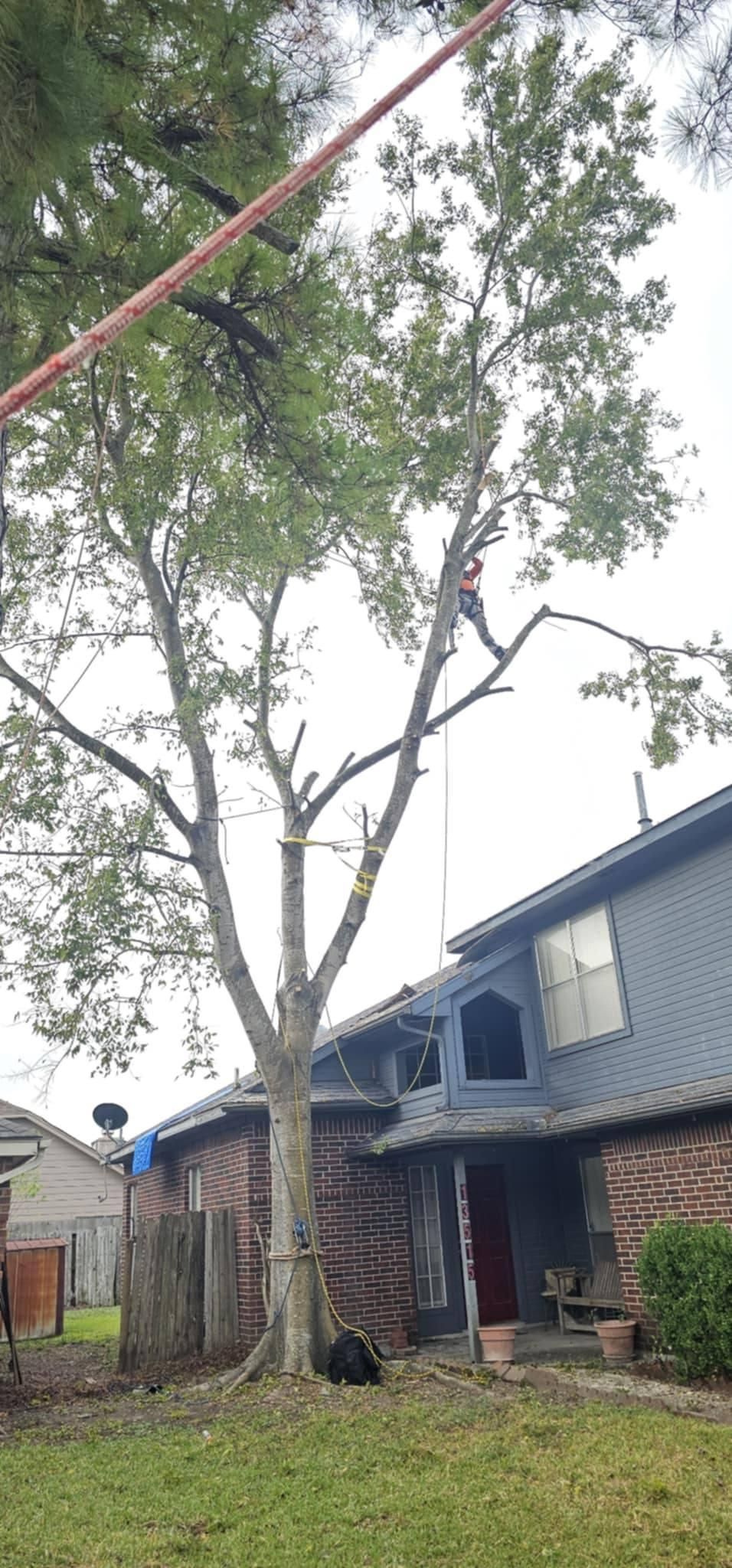  for Servin's Tree Care  in Houston, TX