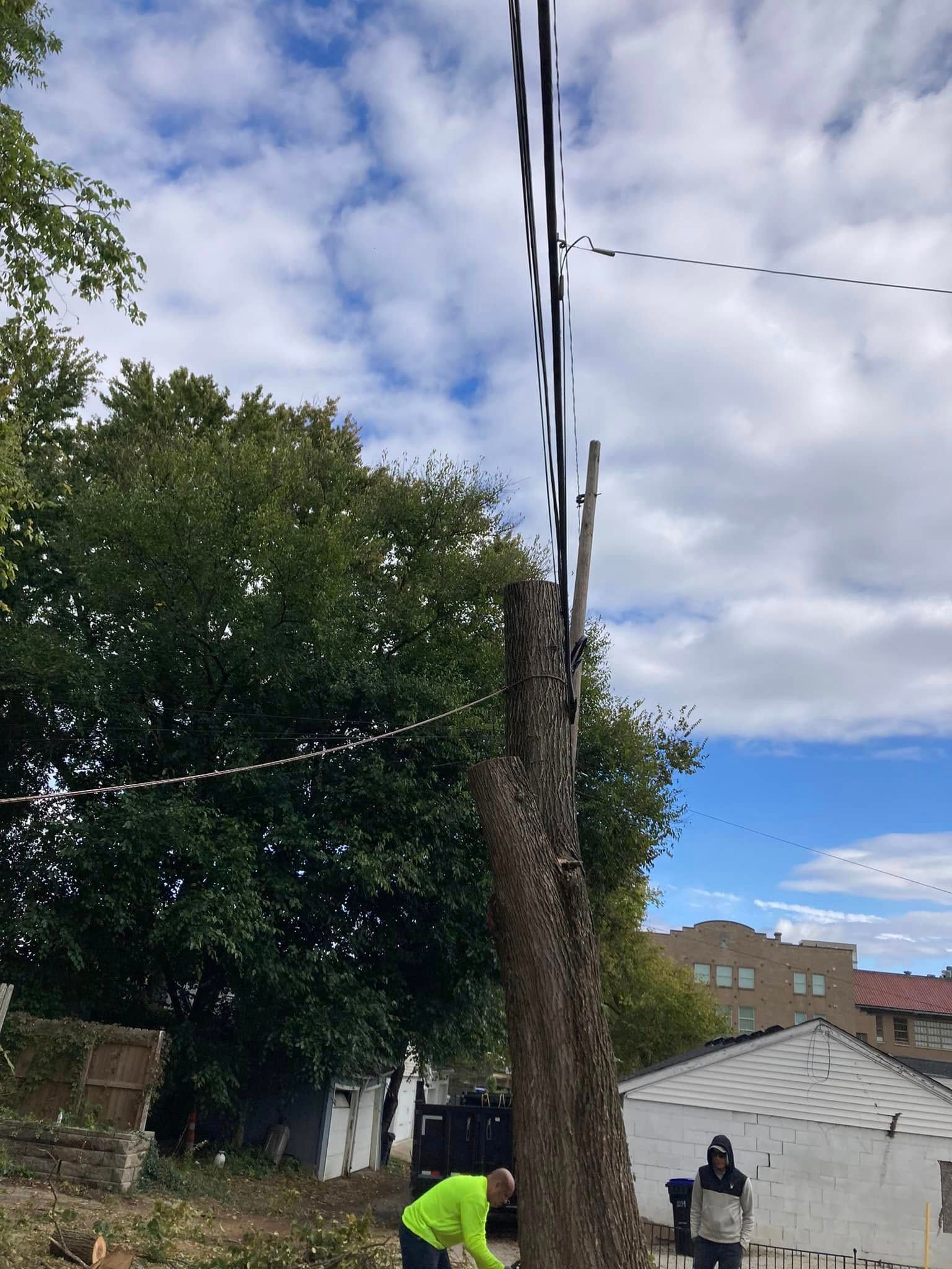  for La Fountain Tree Service in Louisville, KY