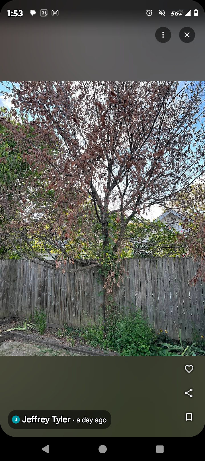  for Kingdom Tree Trimming and Removal LLC in Covington, KY