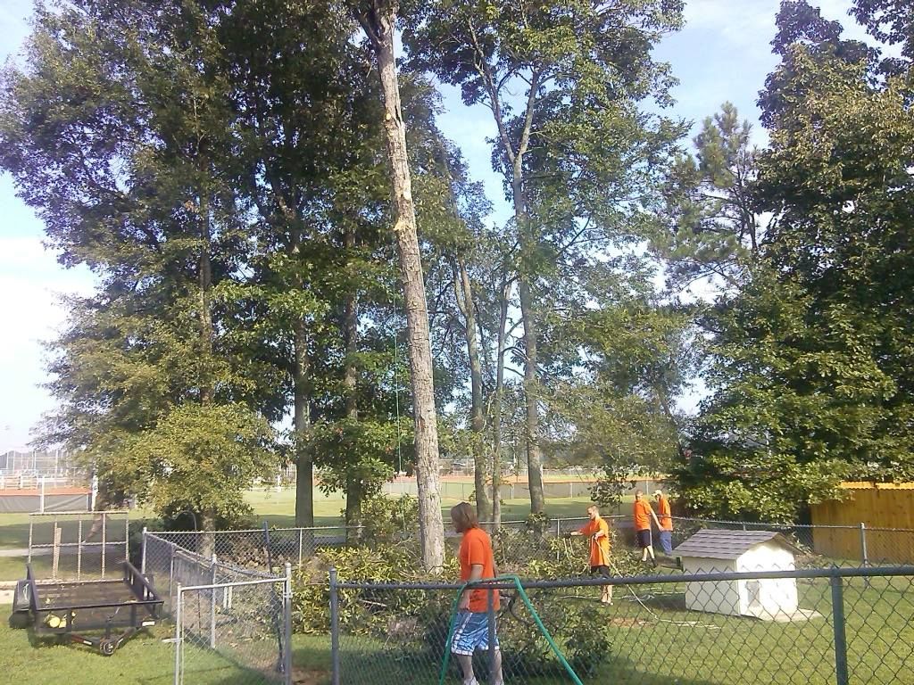  for Professional Tree Service USA in Chattanooga, TN