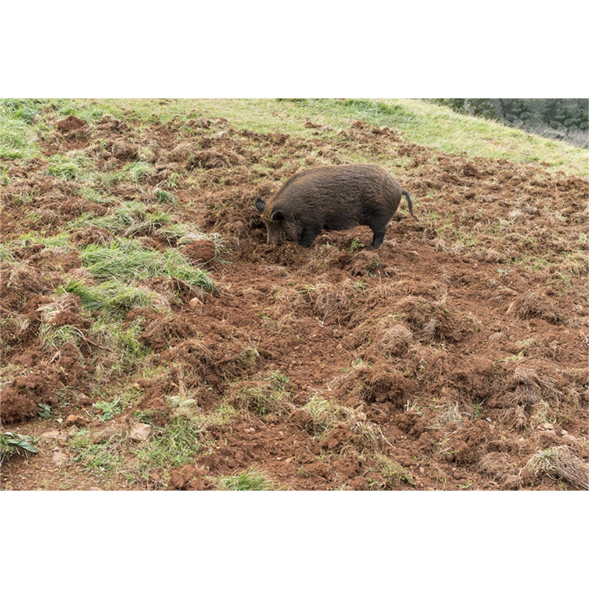  for Havoc Hog Control in Molino, FL