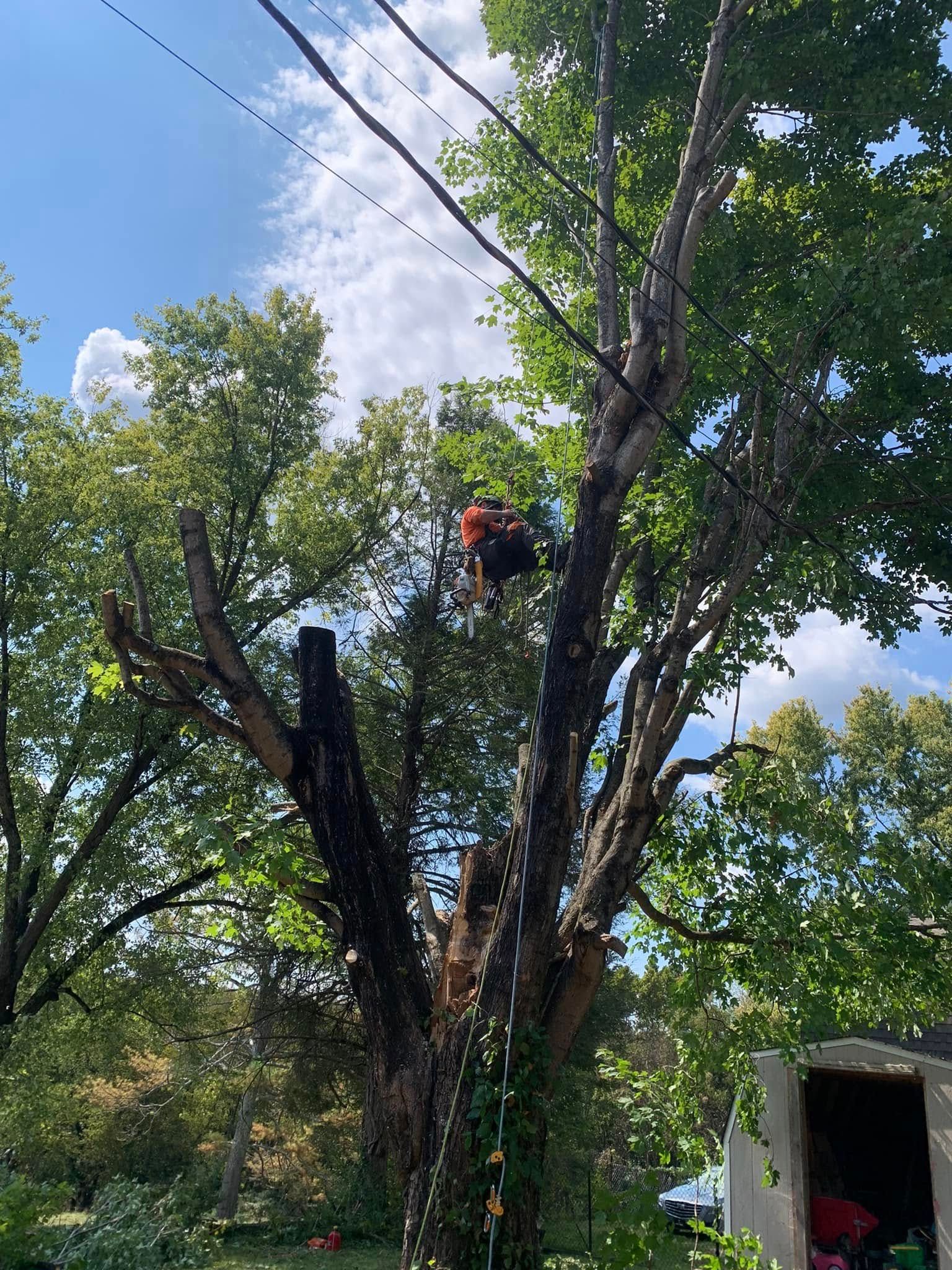 Tree Removal for Grainger Tree Service in Blaine, TN