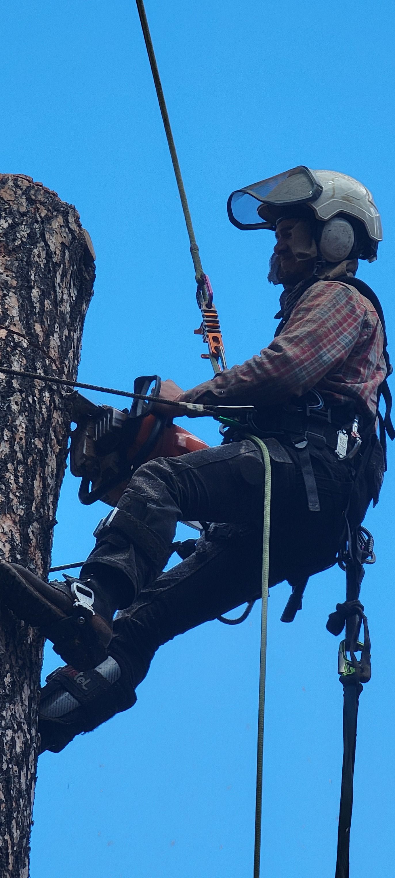  for StockPro Tree Specialists in Show Low, AZ