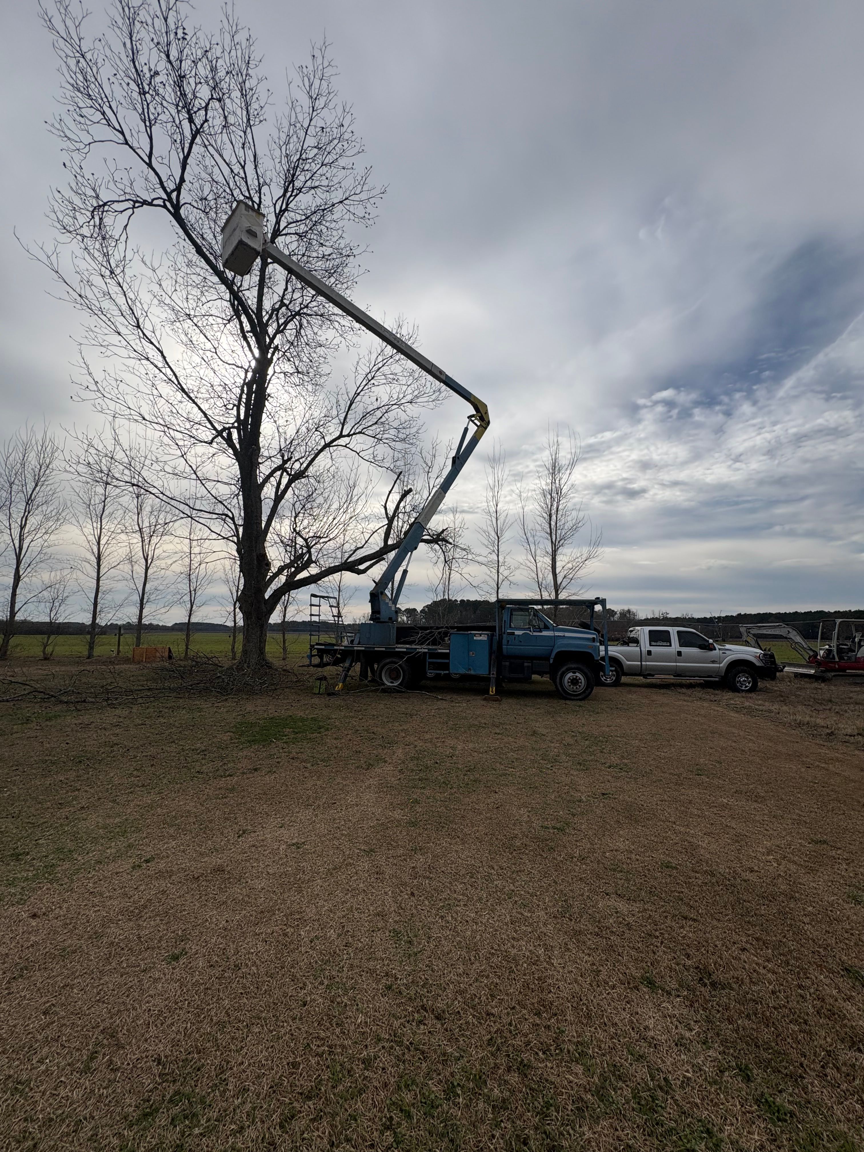  for T N L - Tree and Land Service in Reynolds, GA