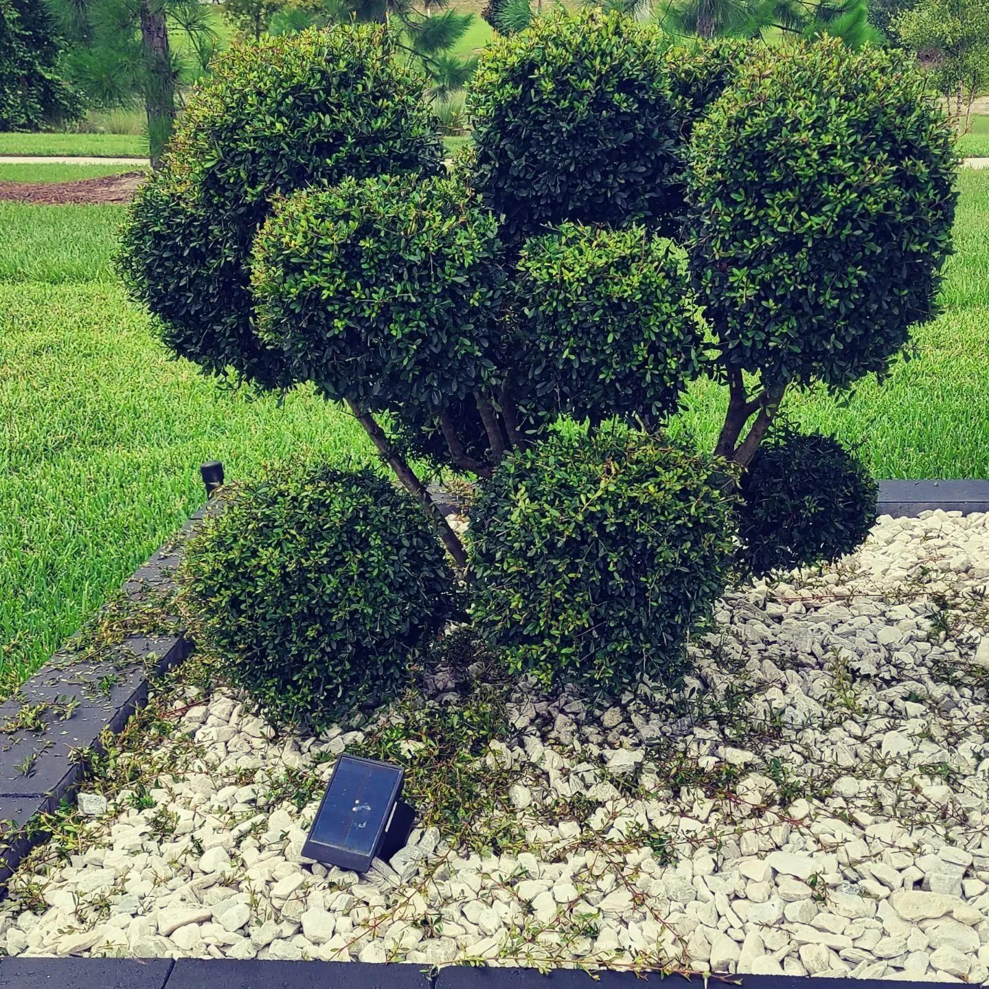  for TopNotch Landscaping Services  in The Villages, FL