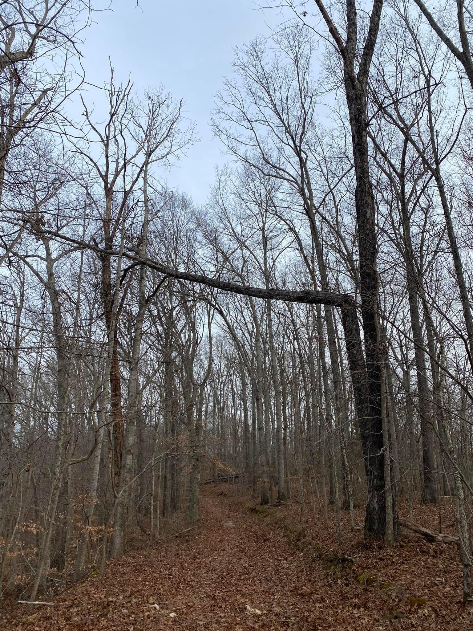 Fall and Spring Clean Up for Atwood’s Tree Care in Liberty,  KY