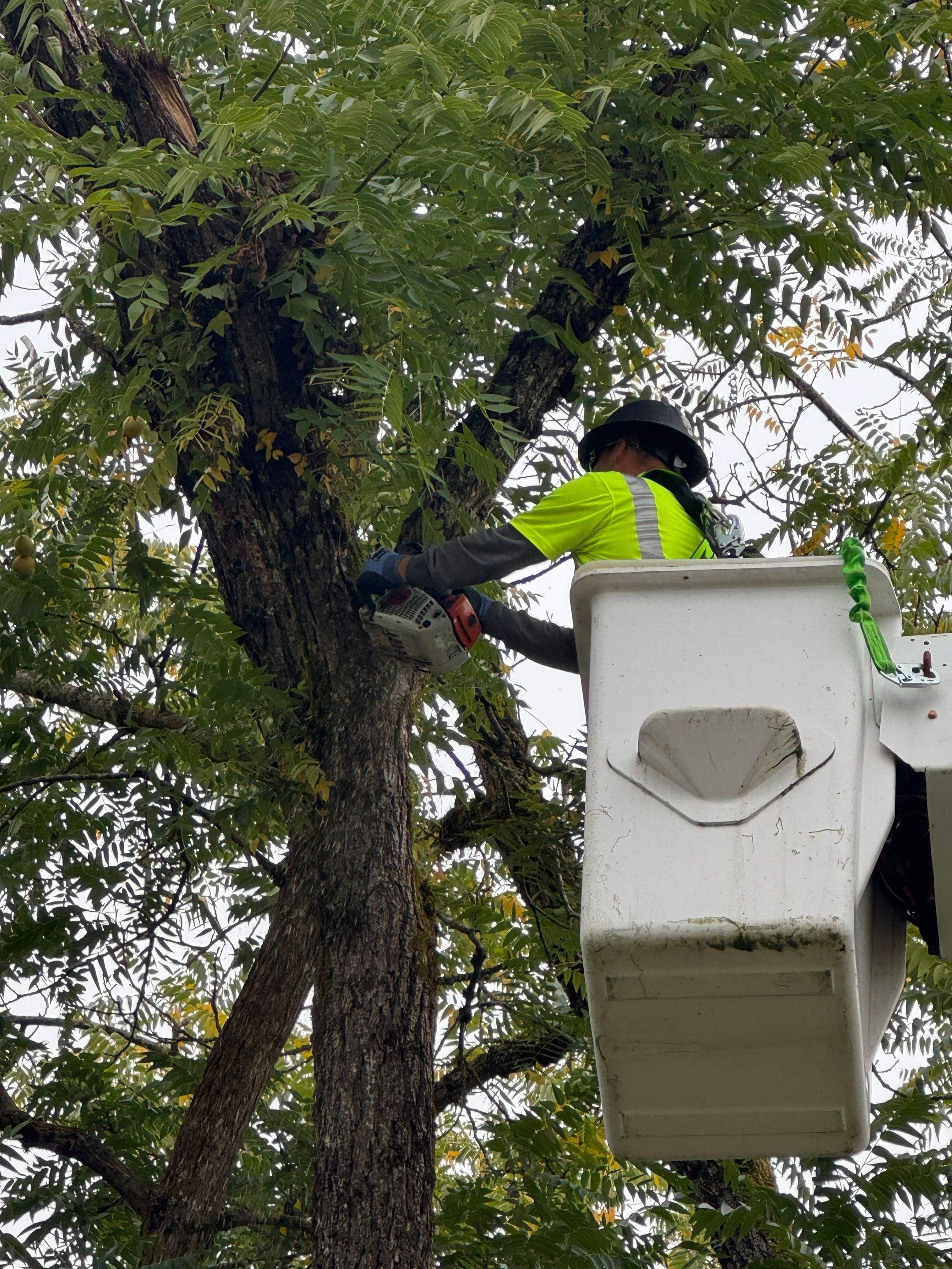  for Willamette Landscaping and Tree Services in Albany, OR